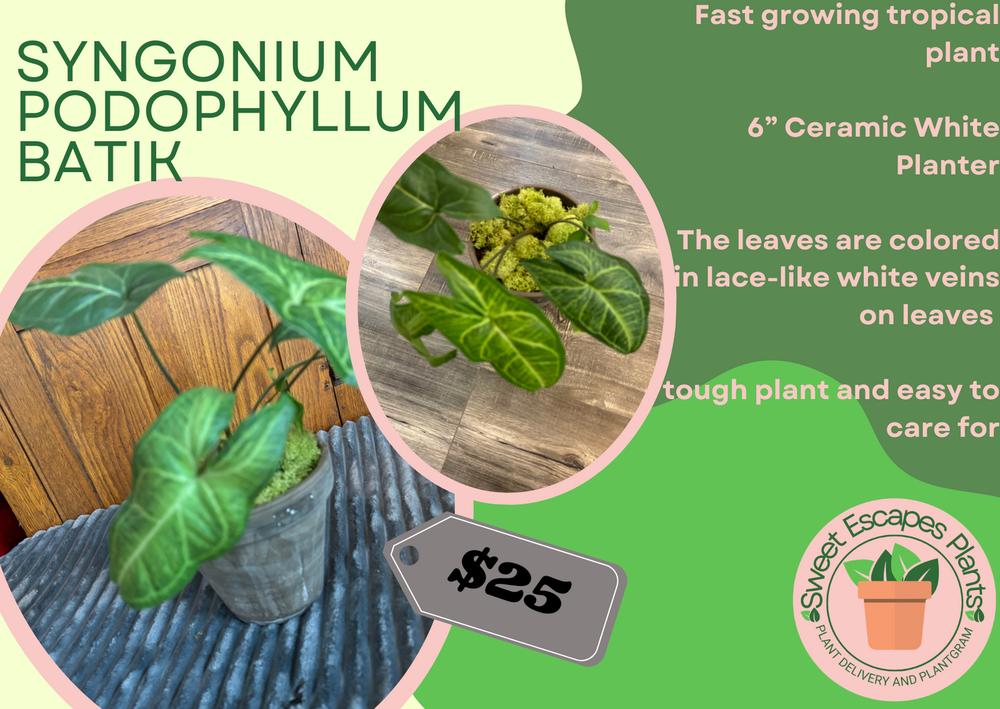 Arrowhead Plant Batik in Terra Cotta Planter