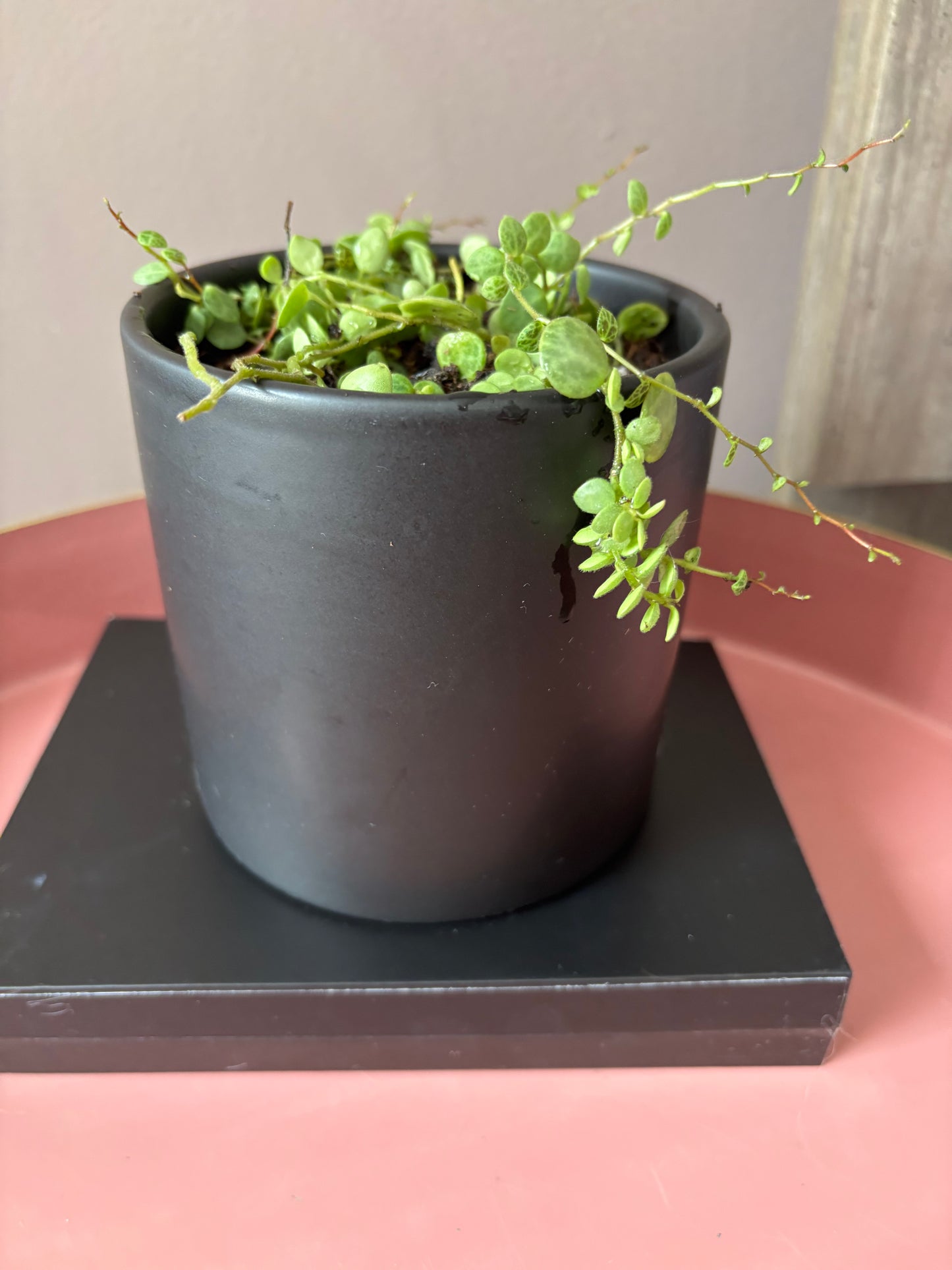 String of Turtles