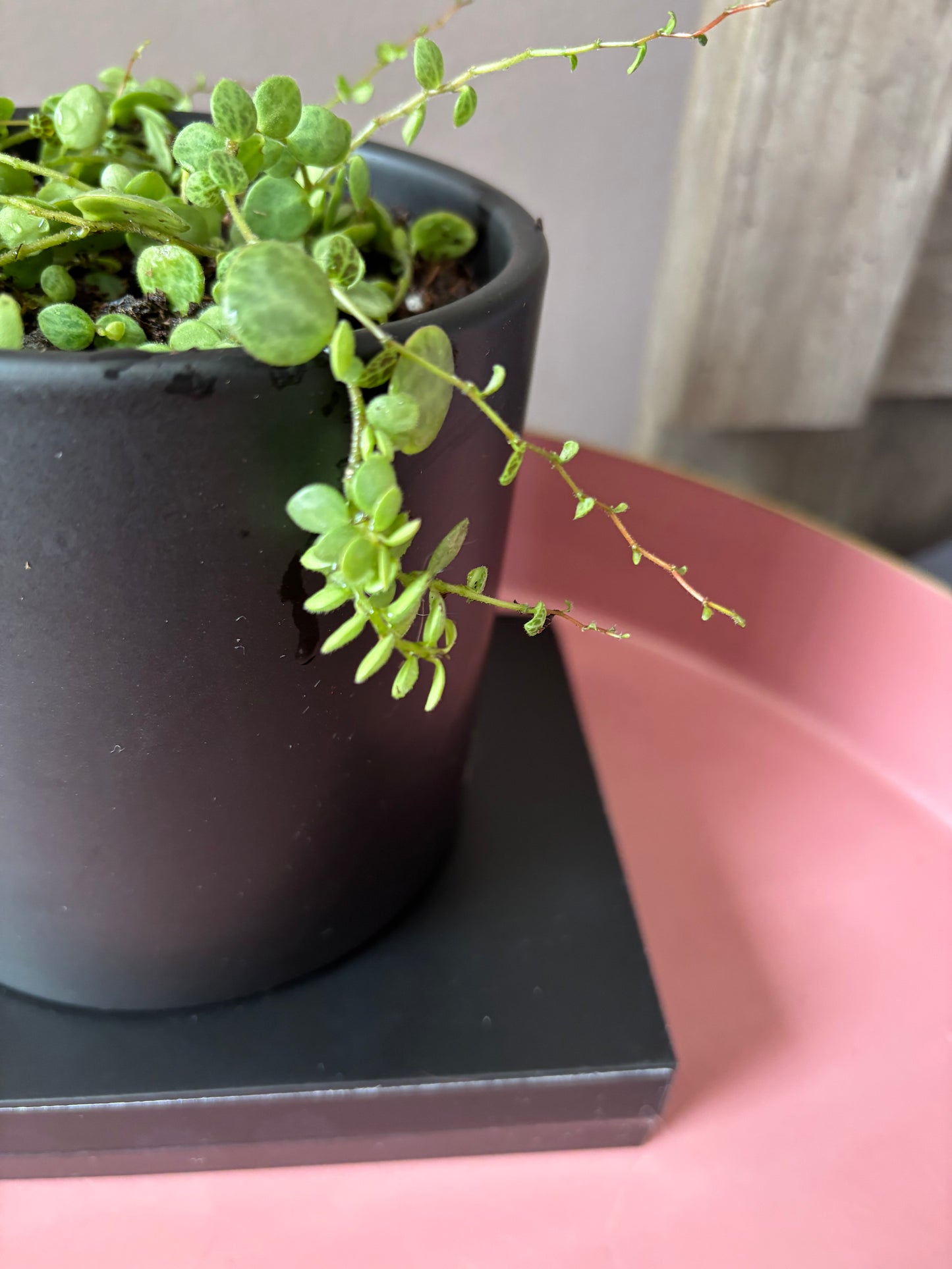 String of Turtles