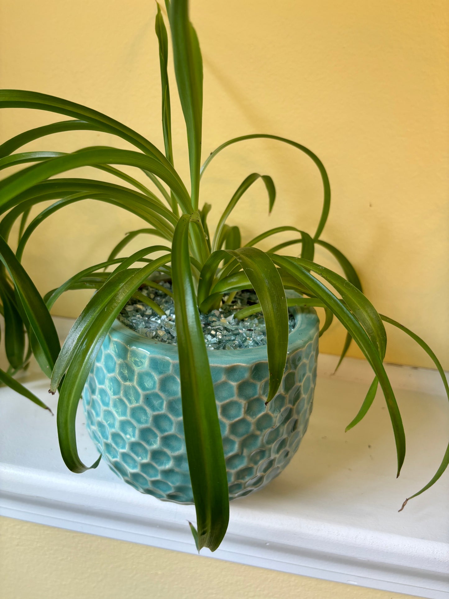 Potted 'Bonnie' Spider plant