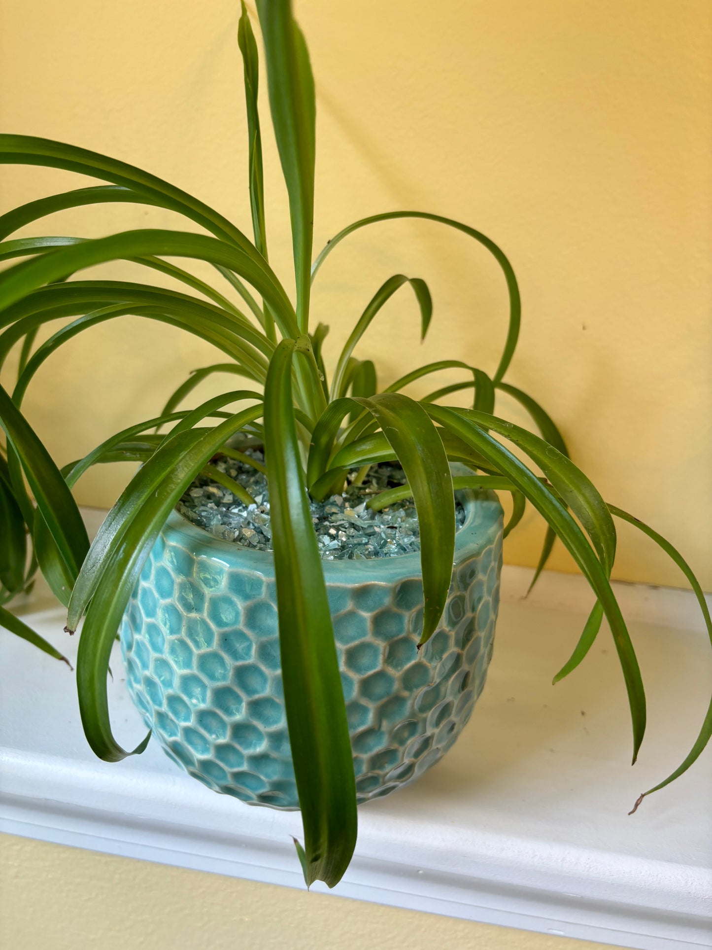 Potted 'Bonnie' Spider plant