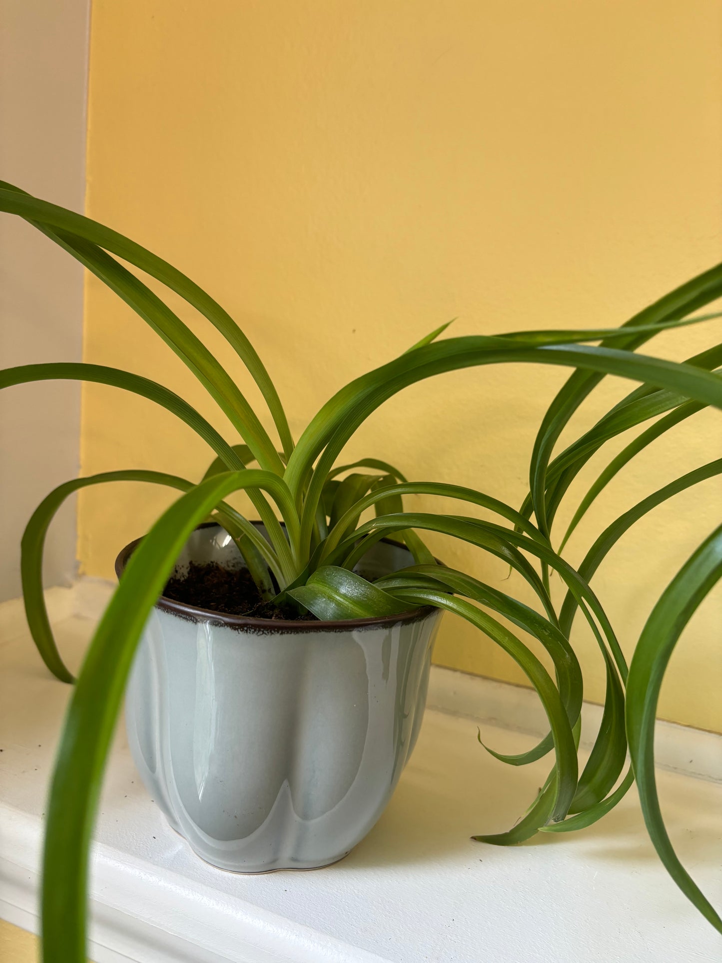 Potted 'Bonnie' Spider plant