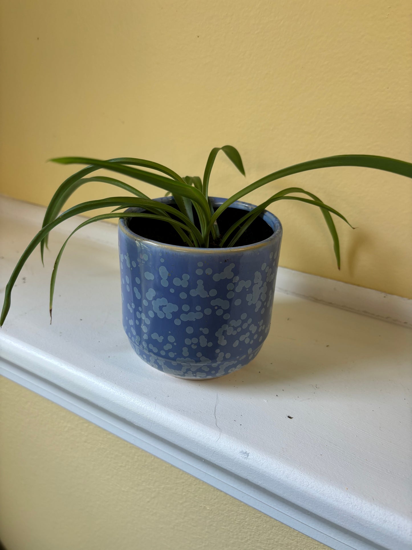 Potted 'Bonnie' Spider plant