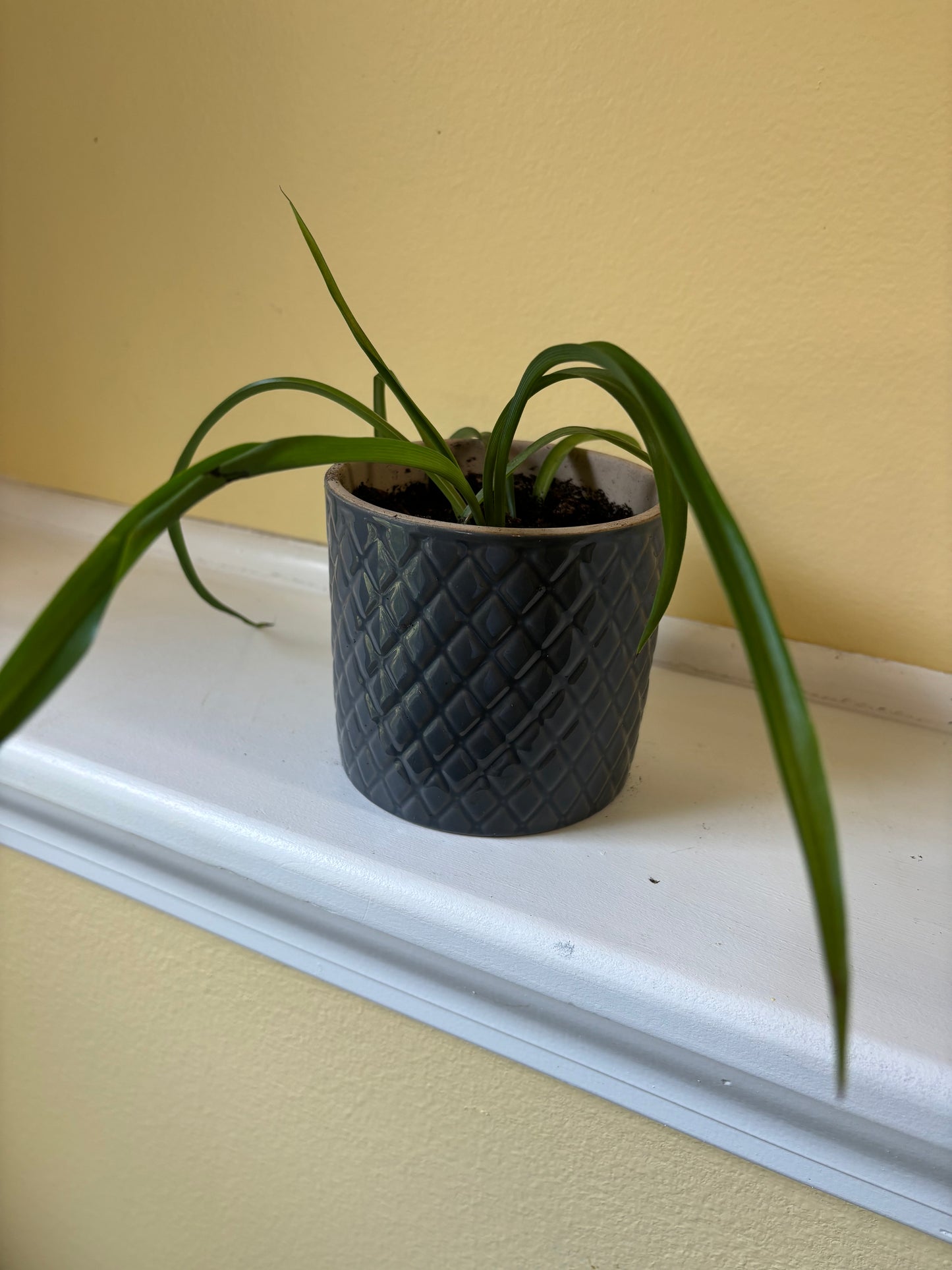 Potted 'Bonnie' Spider plant