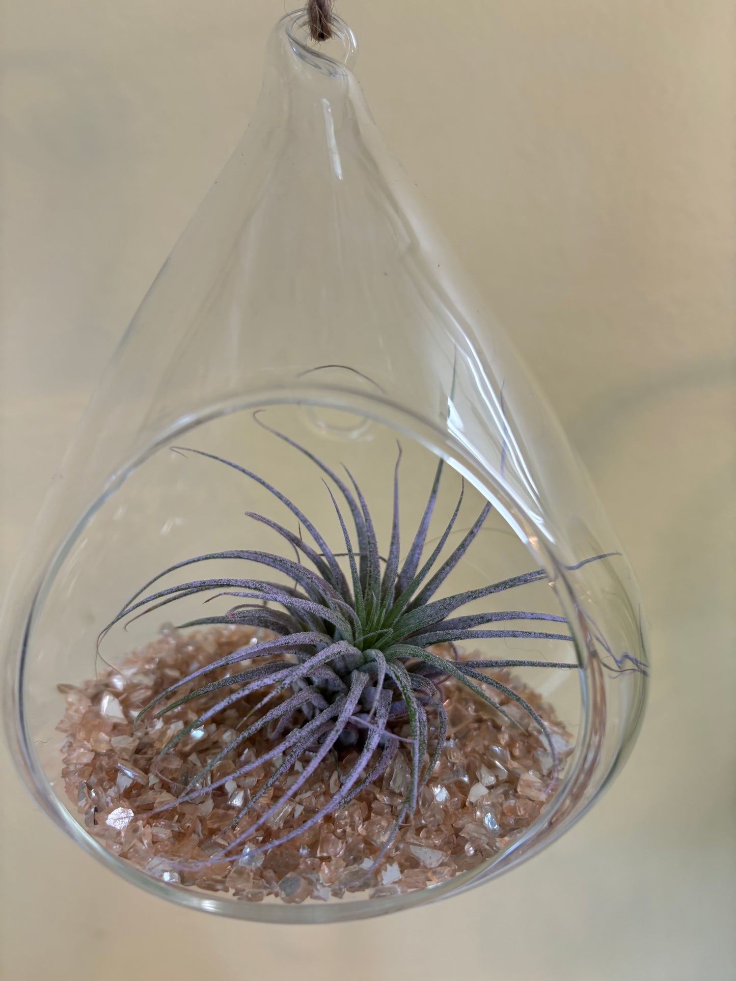 Glass Globe with Air Plant