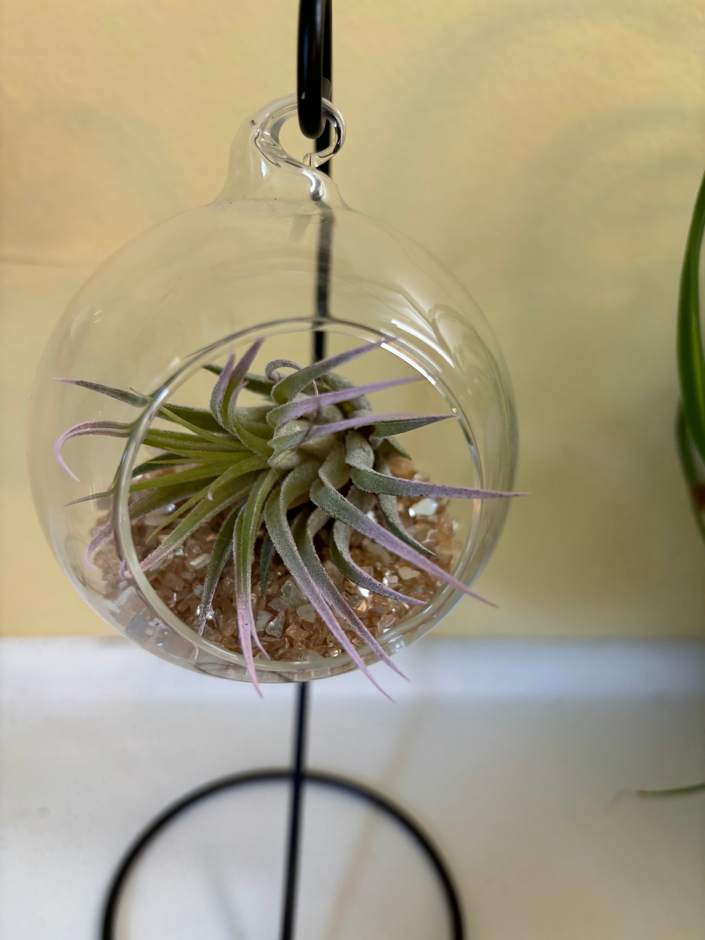 Glass Globe with Air Plant