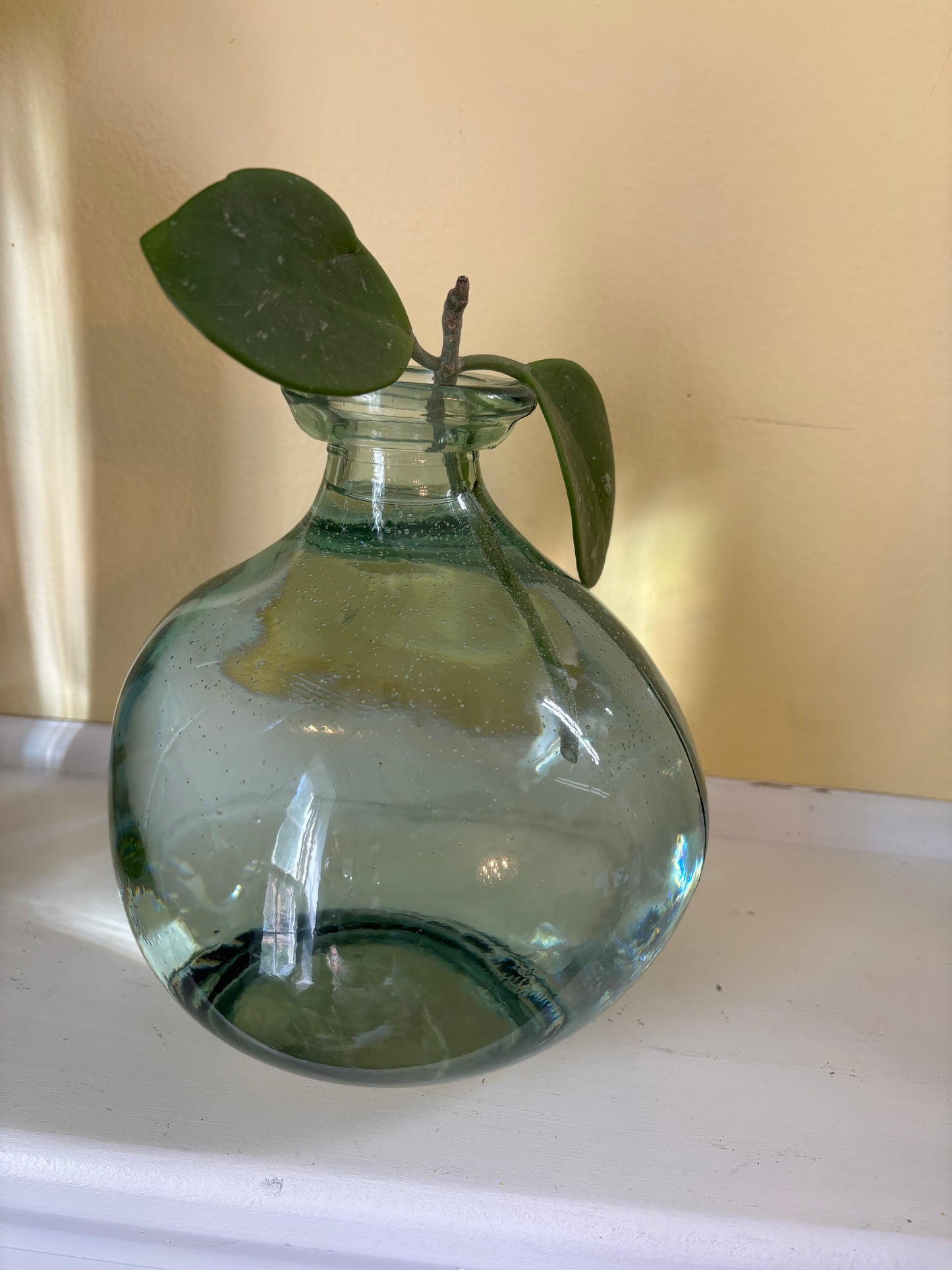 Hoya Obovata Cutting in Propagation Vase