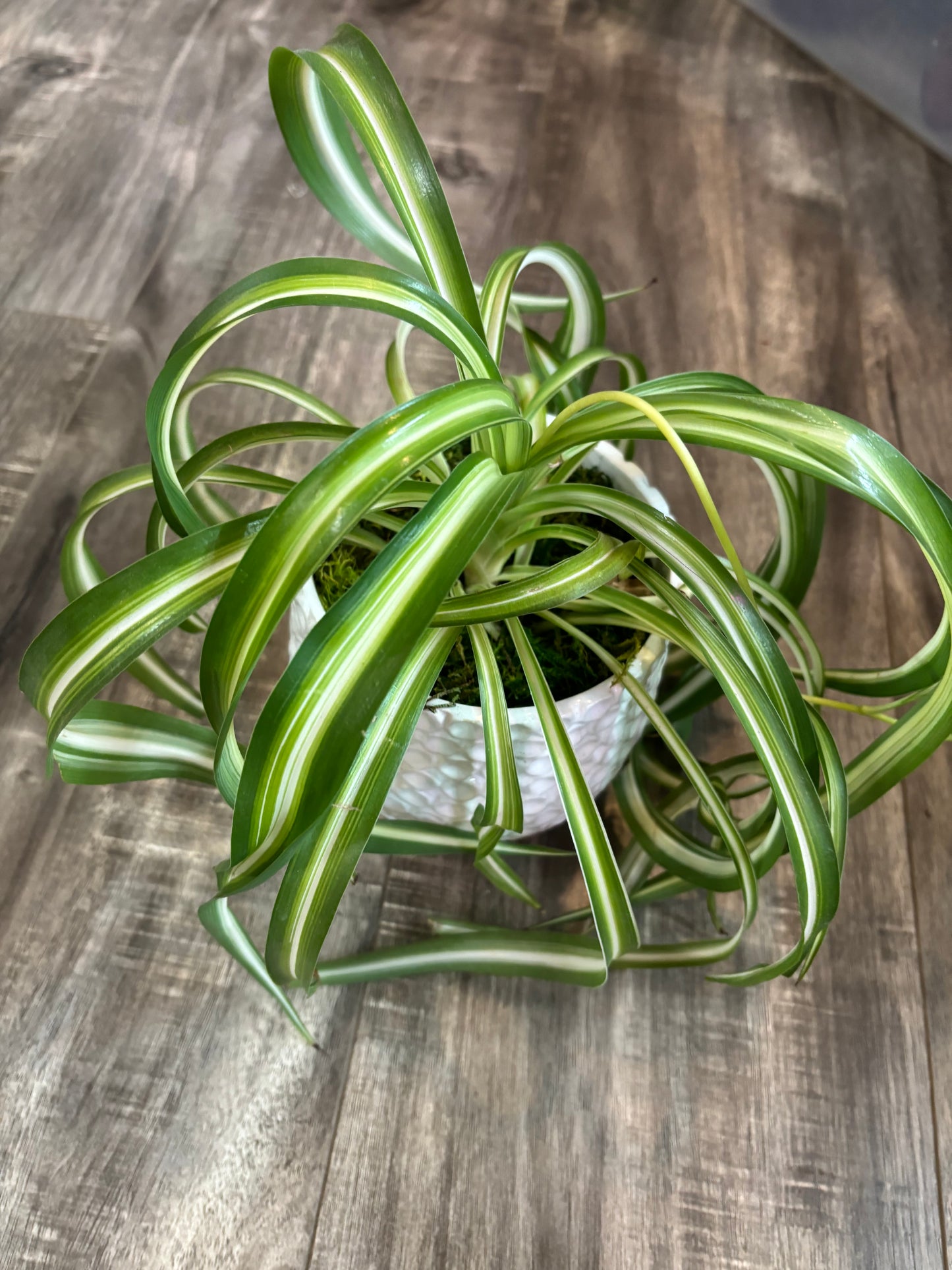 Potted 'Bonnie' Spider plant