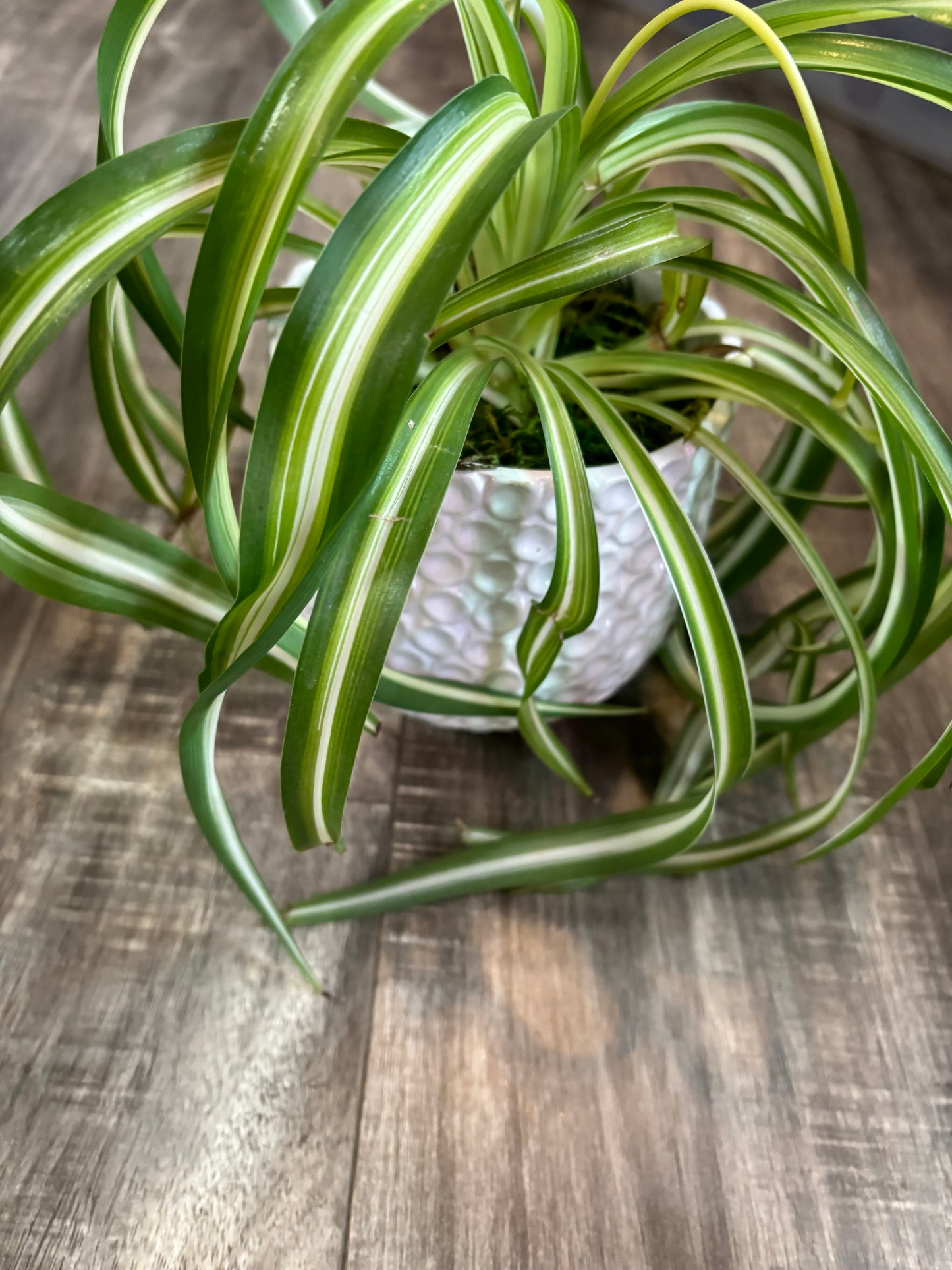 Potted 'Bonnie' Spider plant
