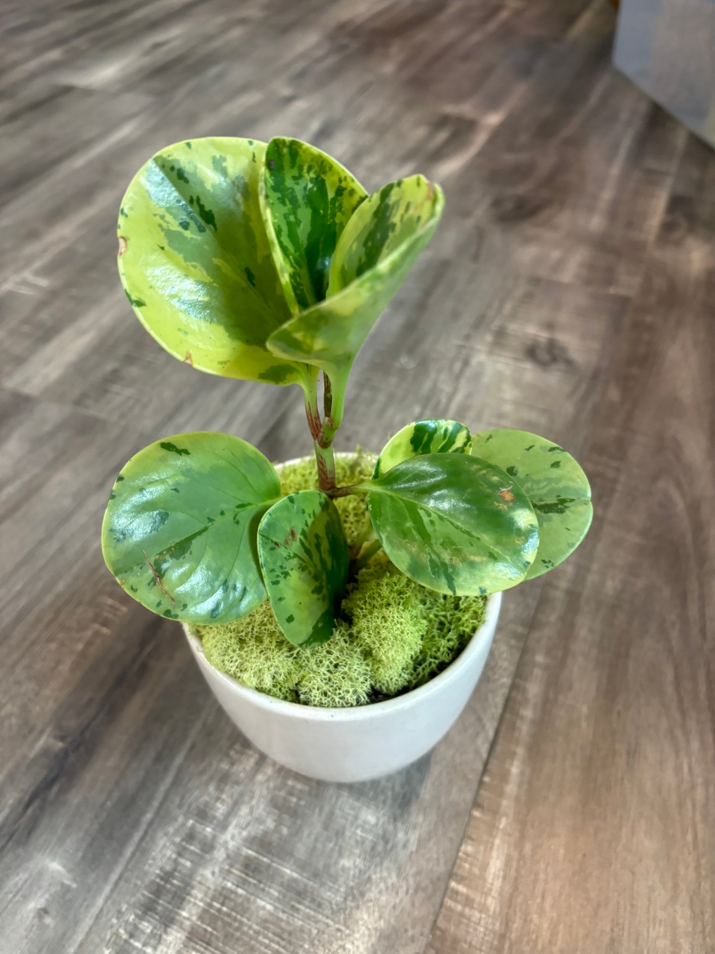 Baby Rubber Plan (Peperomia Obtusifolia) Variegated Potted