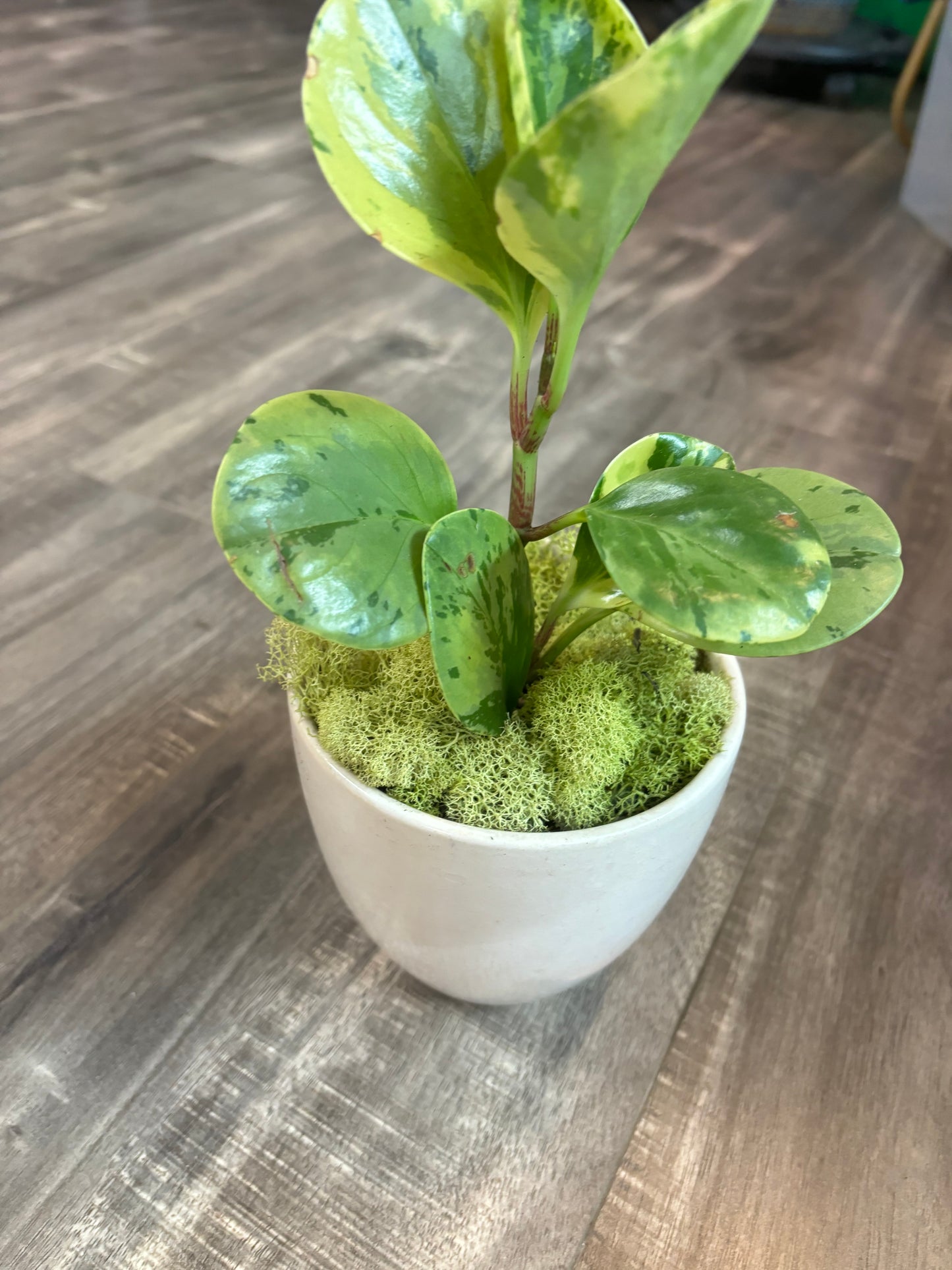 Baby Rubber Plan (Peperomia Obtusifolia) Variegated Potted