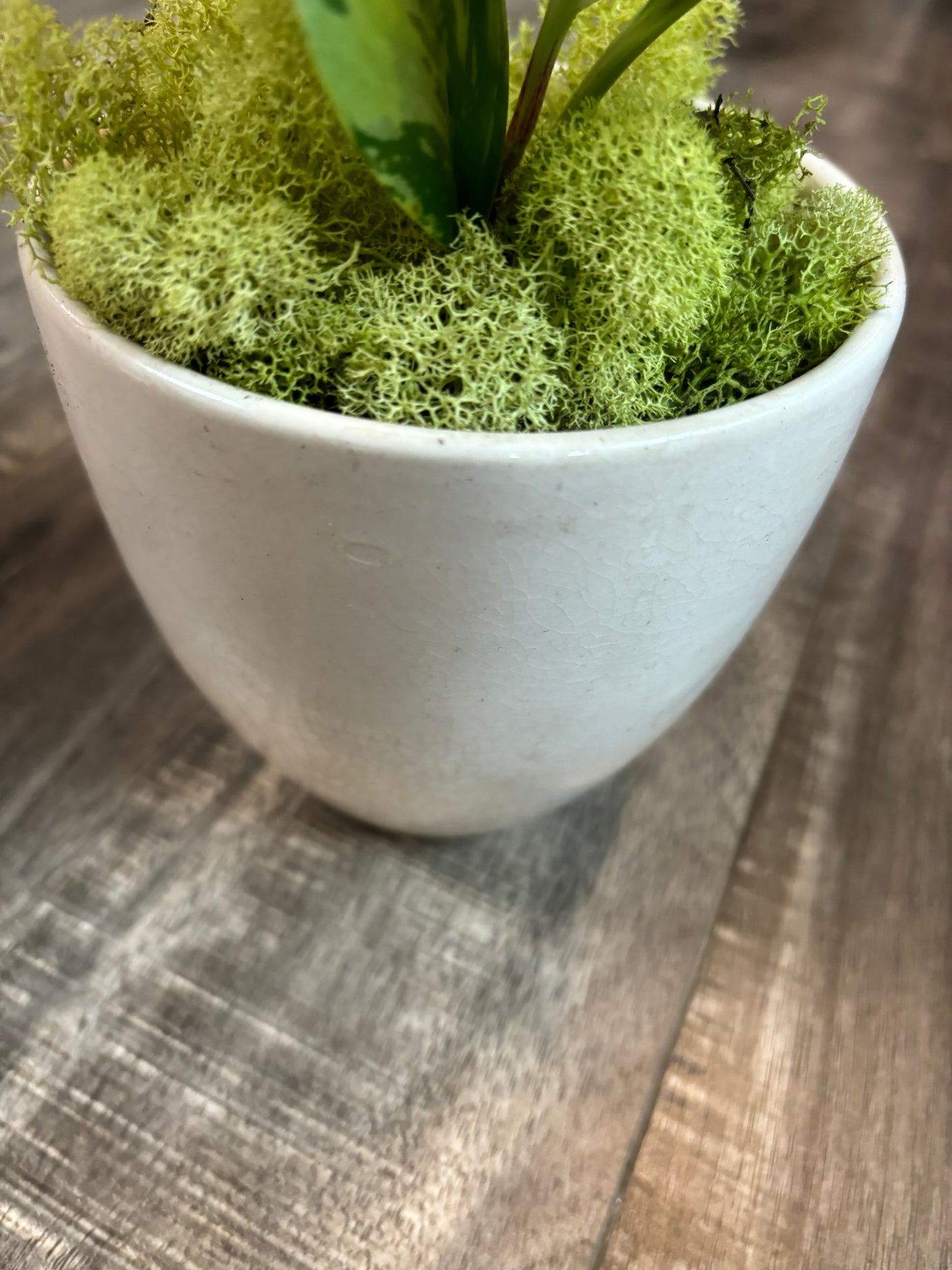 Baby Rubber Plan (Peperomia Obtusifolia) Variegated Potted