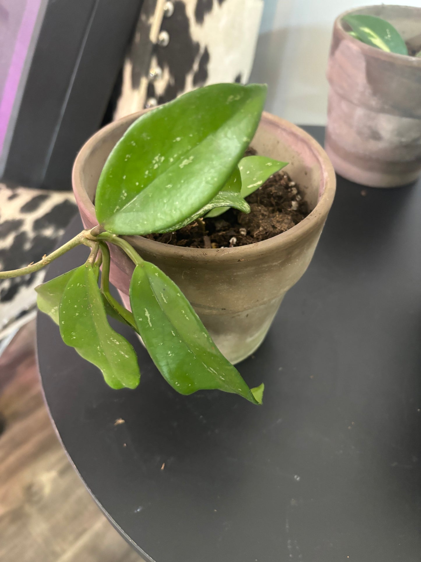 Hoya