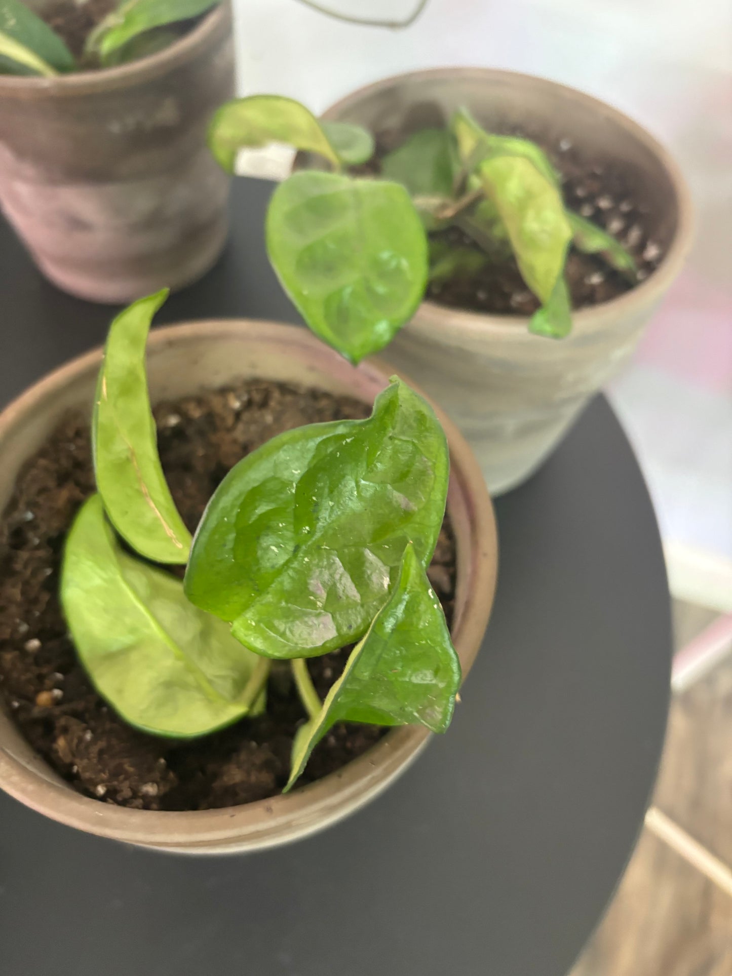 Hoya