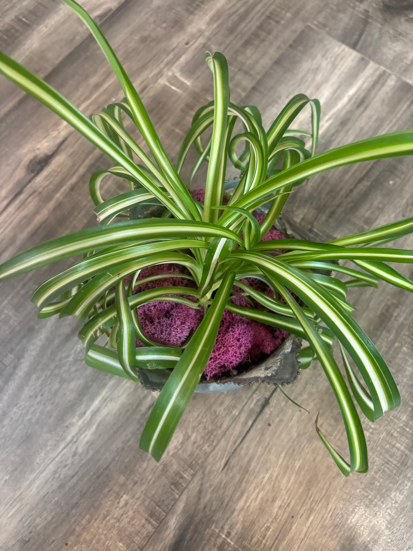Small Galvanized Metal Tulip Pot with Spider Plant Bonnie