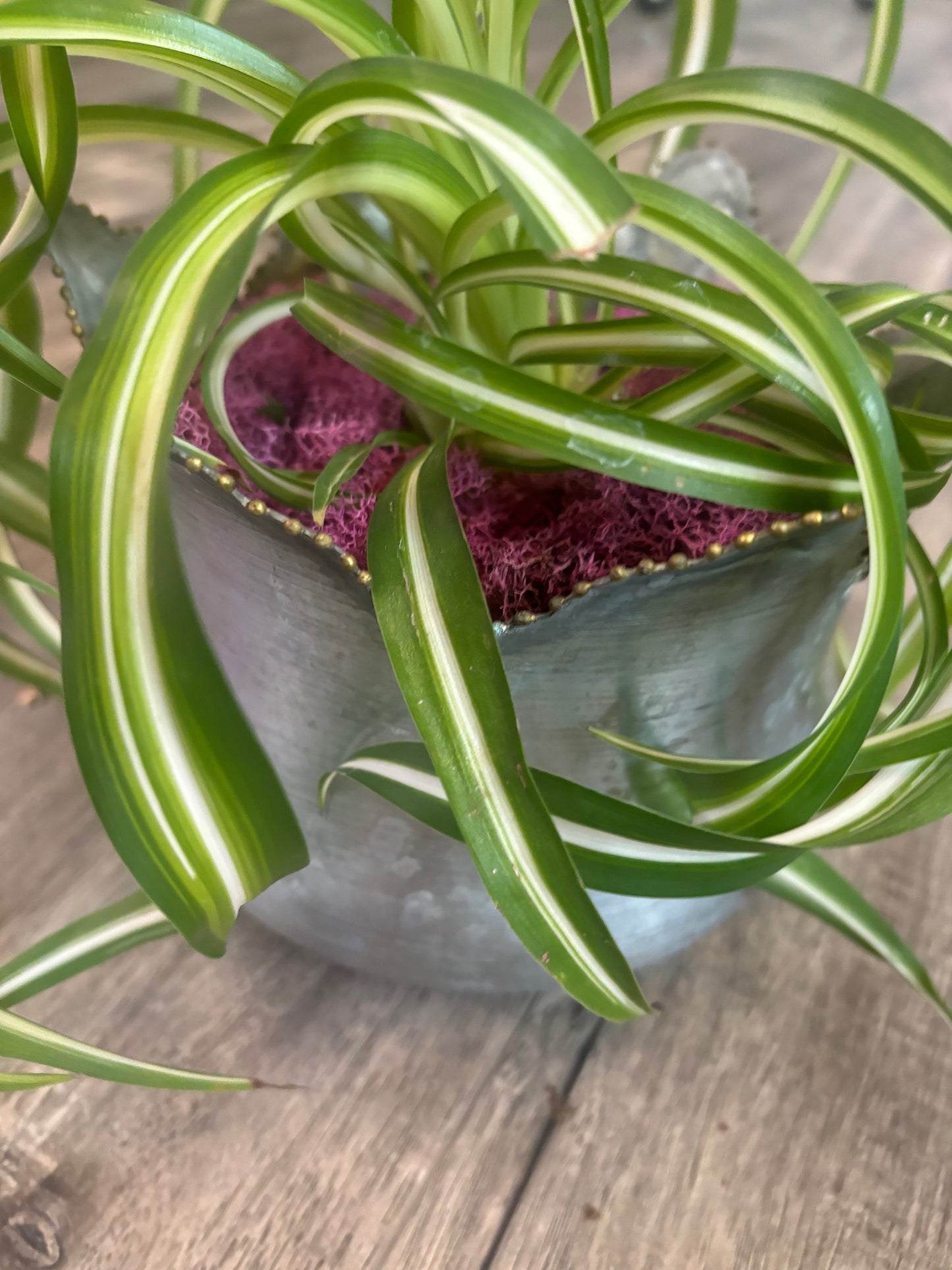 Small Galvanized Metal Tulip Pot with Spider Plant Bonnie