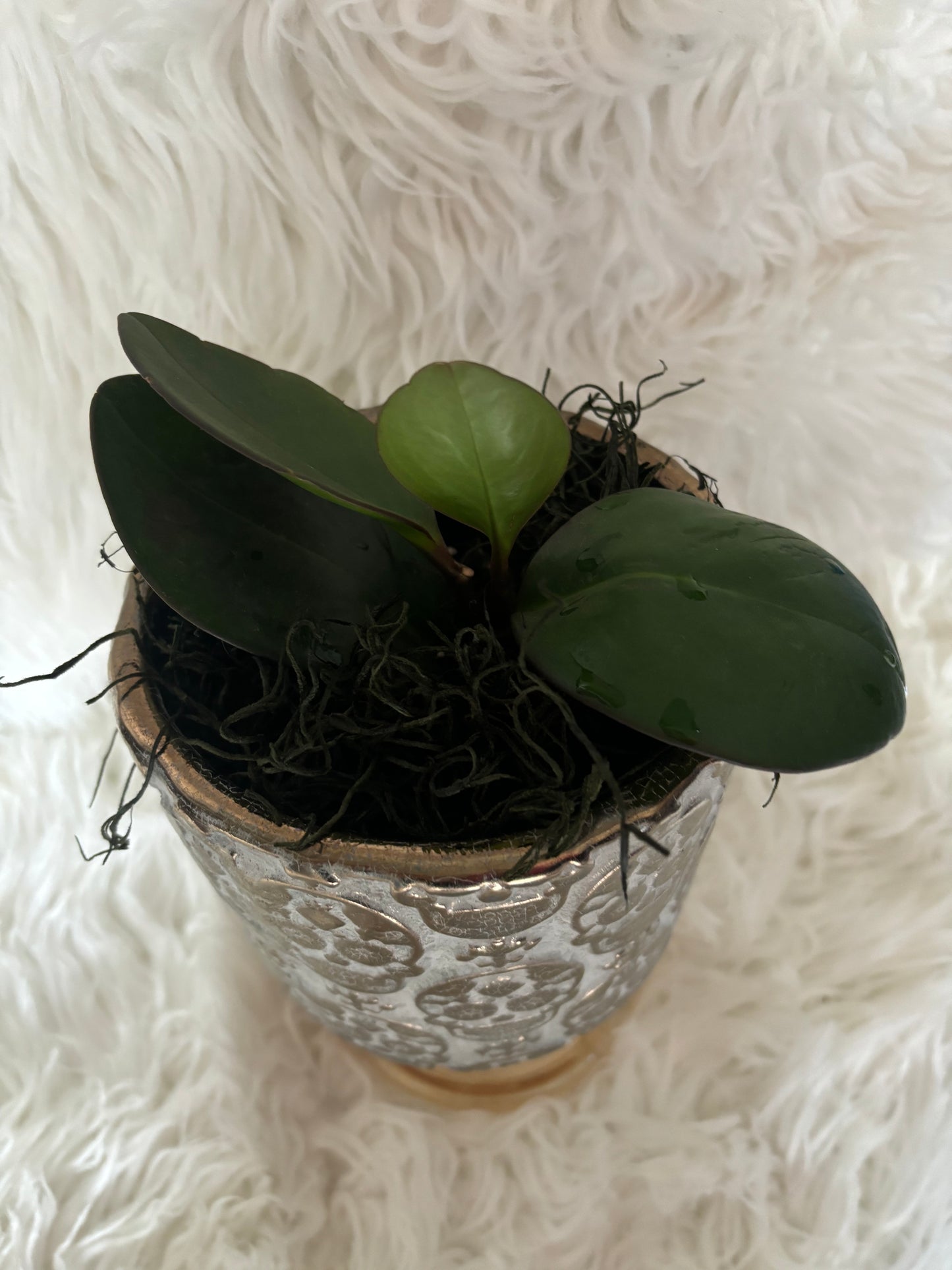 Skull Planter with Peperomia Clusifolia Red Margin