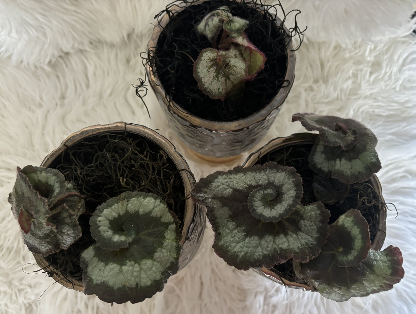 Skull Planter with Escargot Begonia