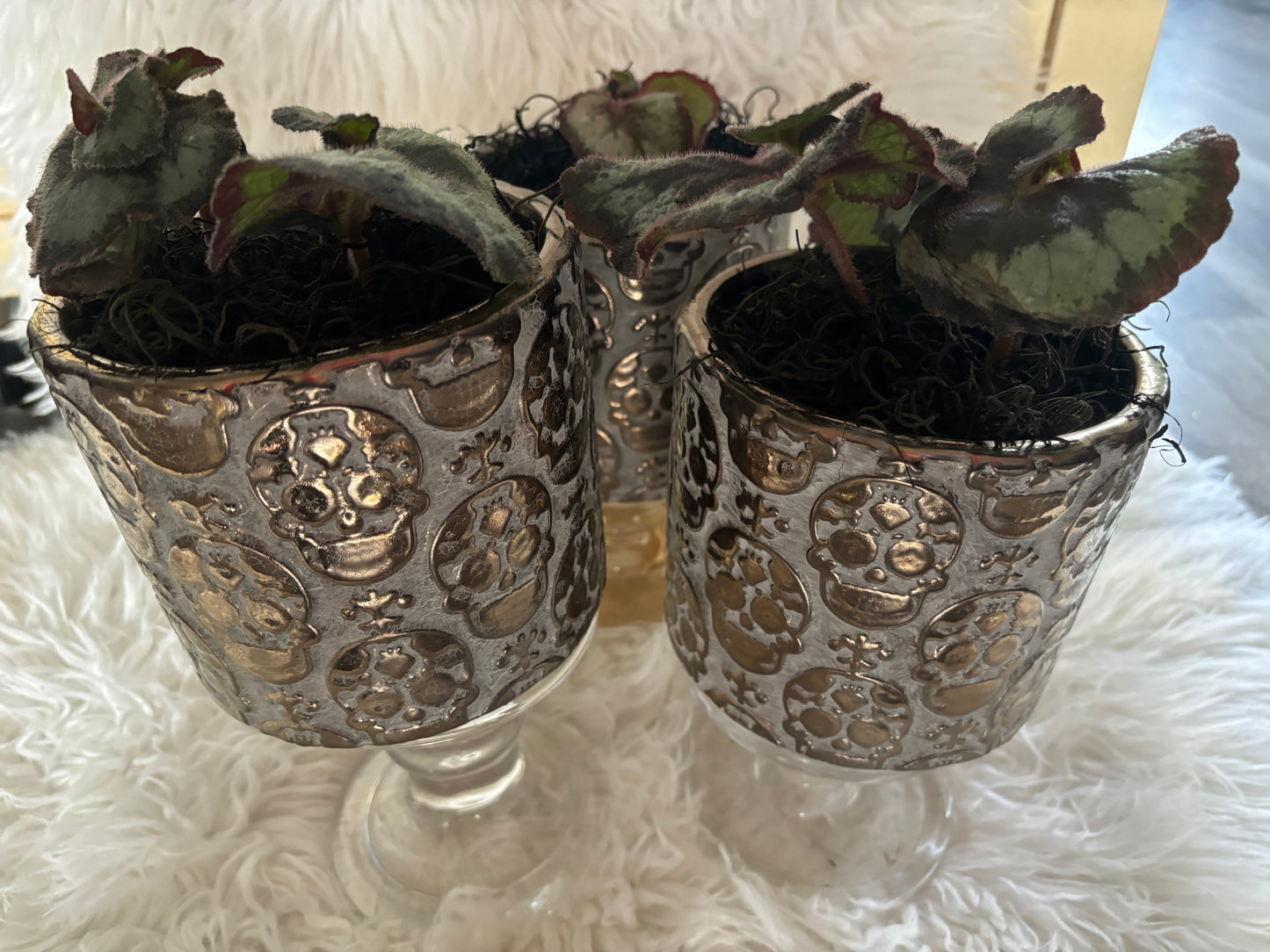 Skull Planter with Escargot Begonia