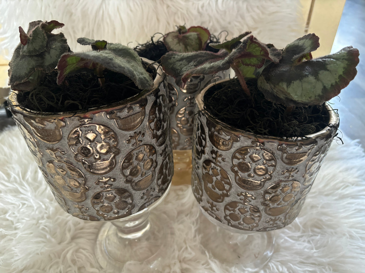 Skull Planter with Escargot Begonia