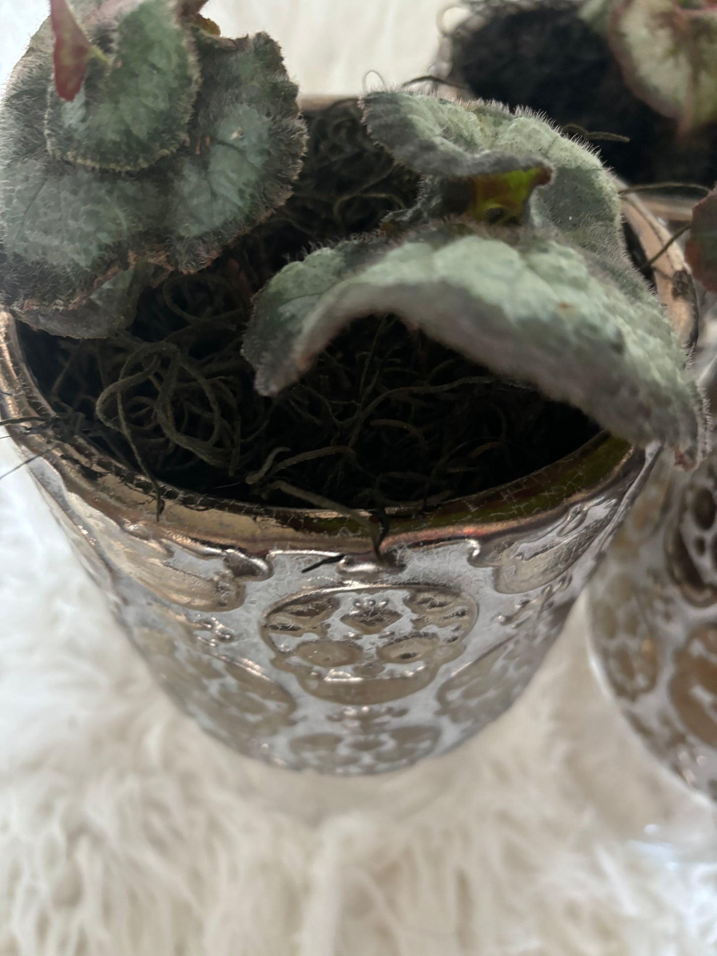 Skull Planter with Escargot Begonia