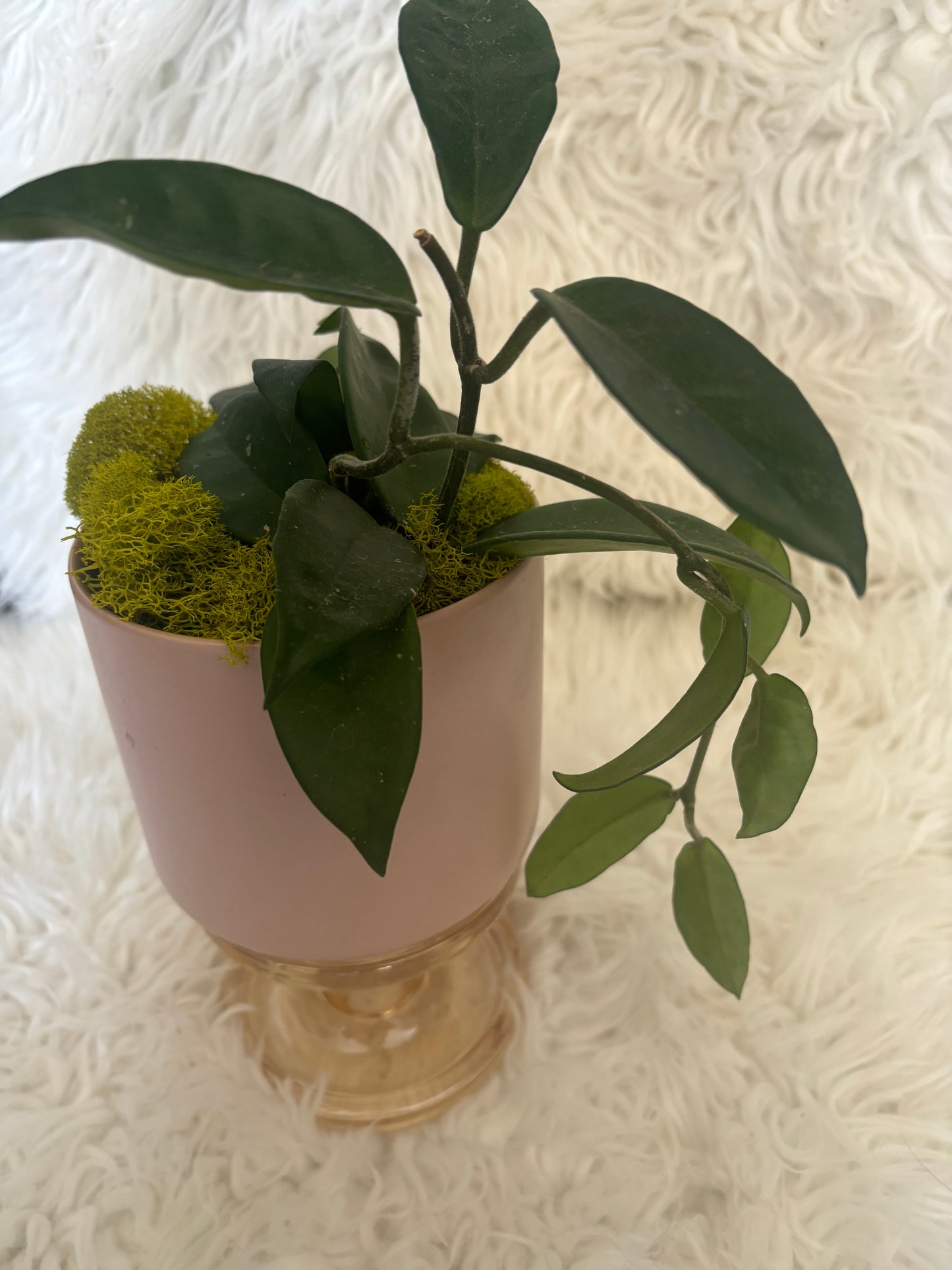 Hoya in 5" Pink Kendra Pot