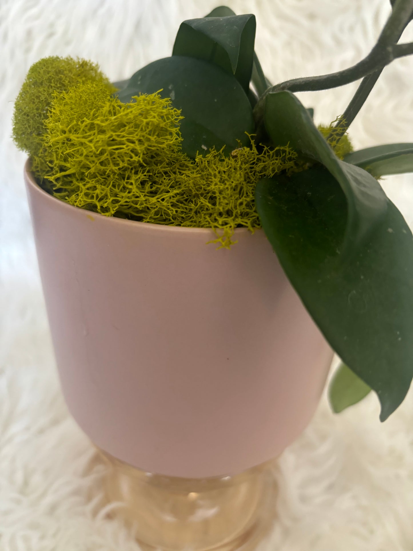 Hoya in 5" Pink Kendra Pot