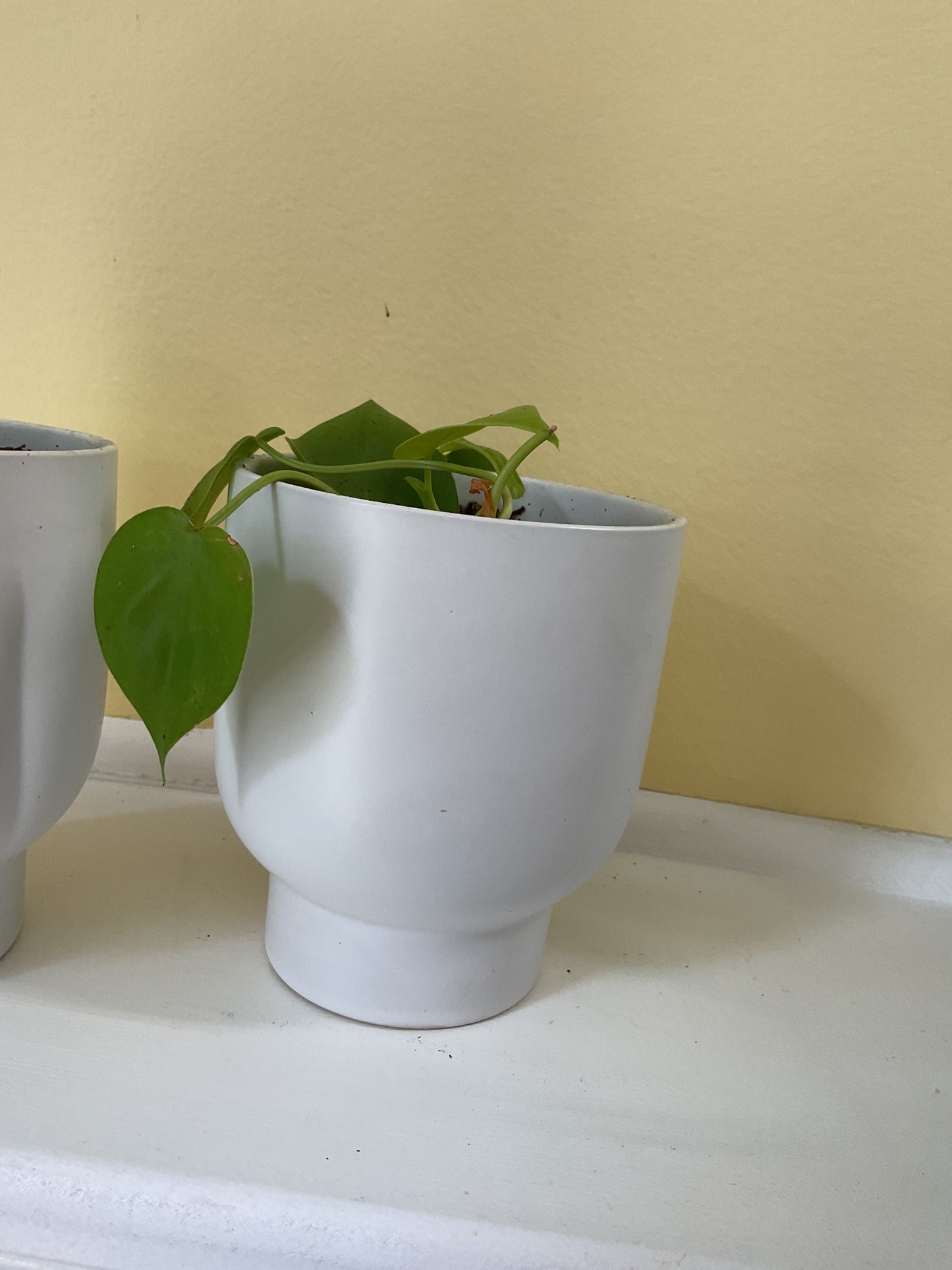 Lemon Lime Philodendron