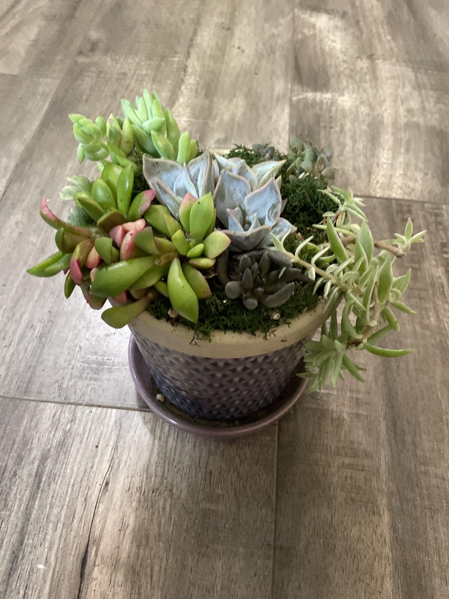 Small Succulent Arrangement in Purple Pot with Saucer