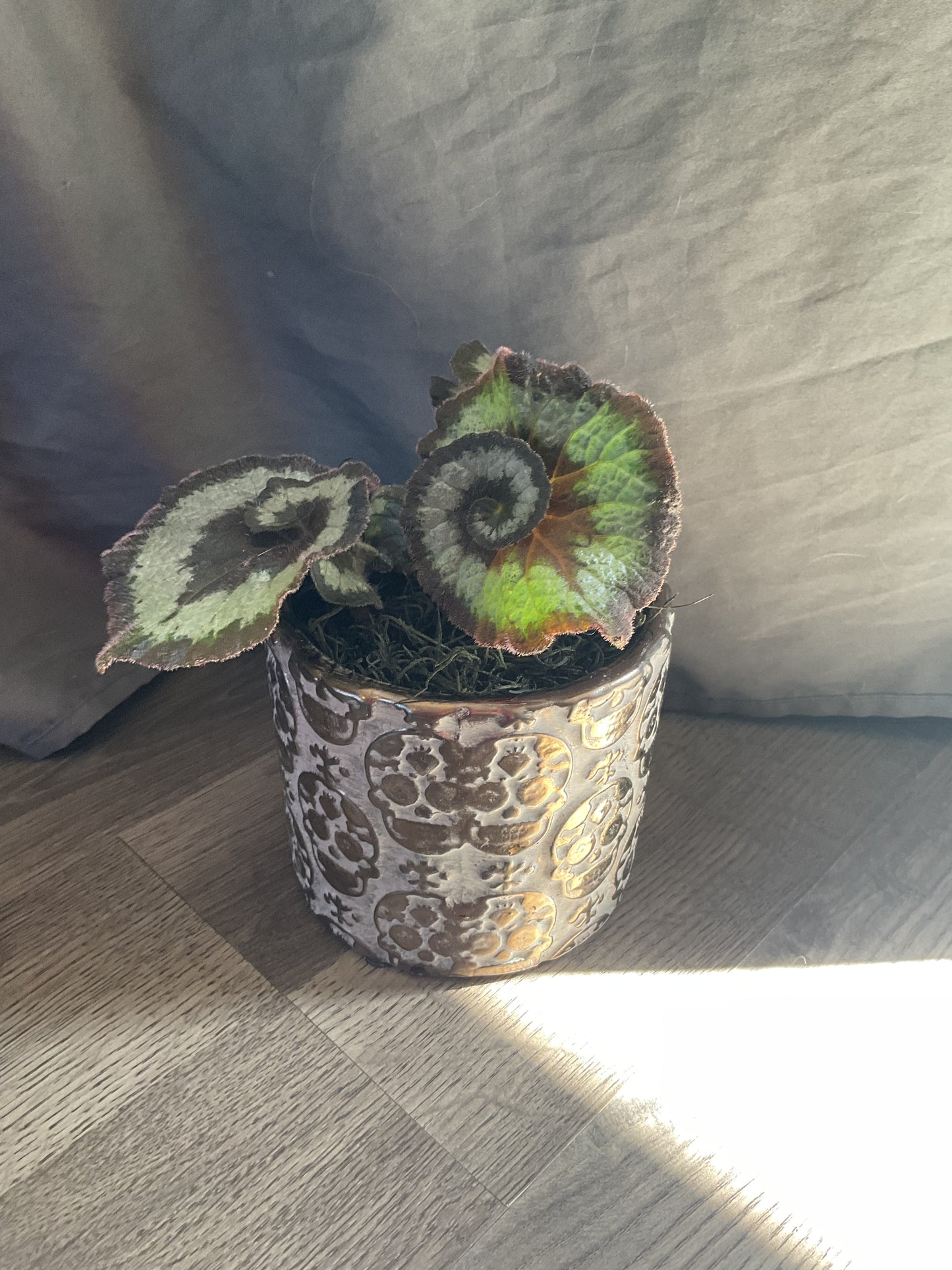 Skull Planter with Escargot Begonia