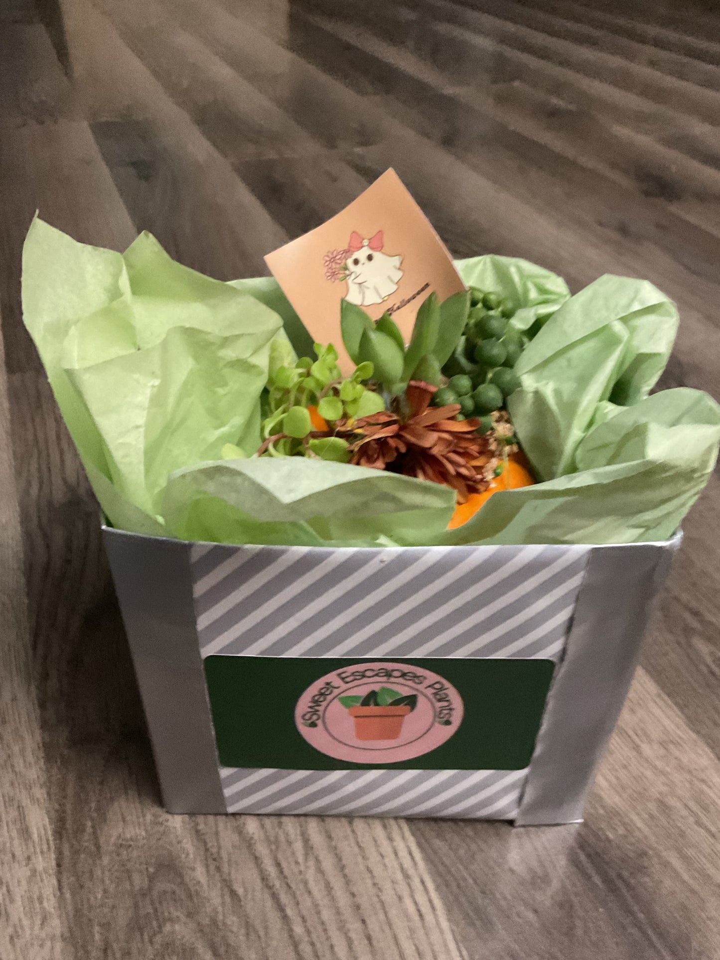 Desktop Mini Succulent Pumpkin