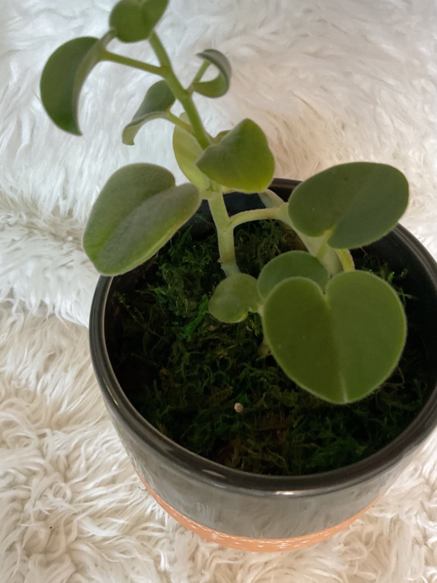 Peperomia Incana (Fuzzy Peperomia) Planted in Grey/Peach Planter