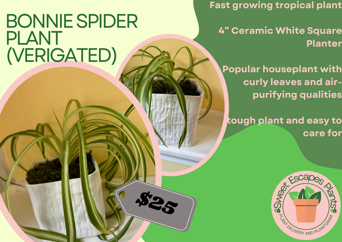 Potted 'Bonnie' Spider plant