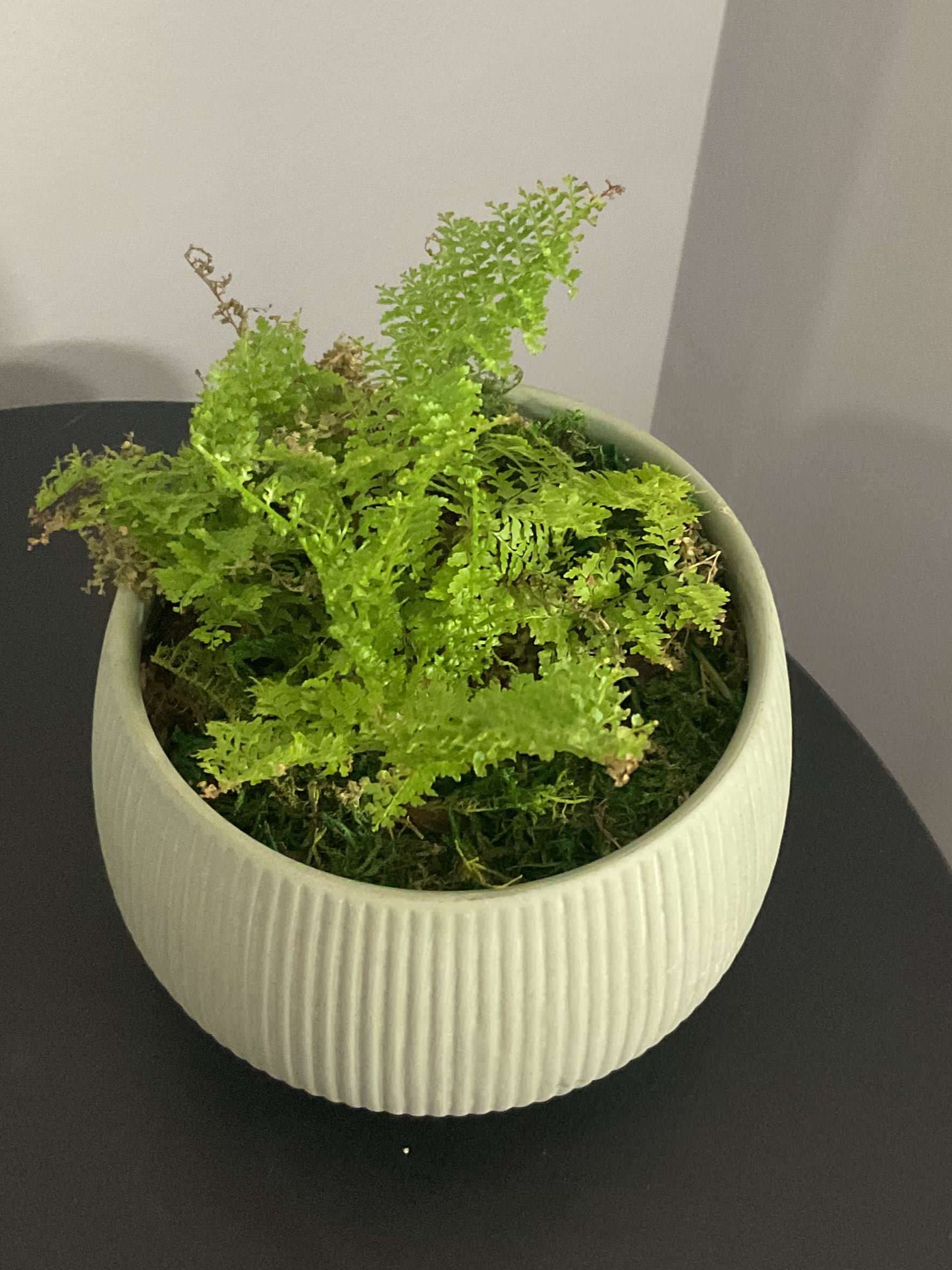 Cotton Candy Fern Potted in Lilo Pot