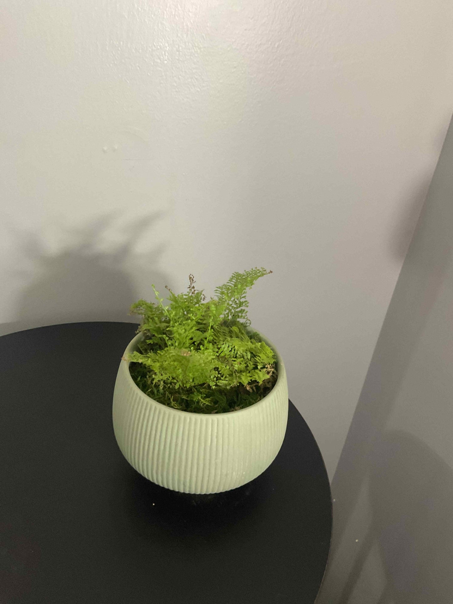 Cotton Candy Fern Potted in Lilo Pot