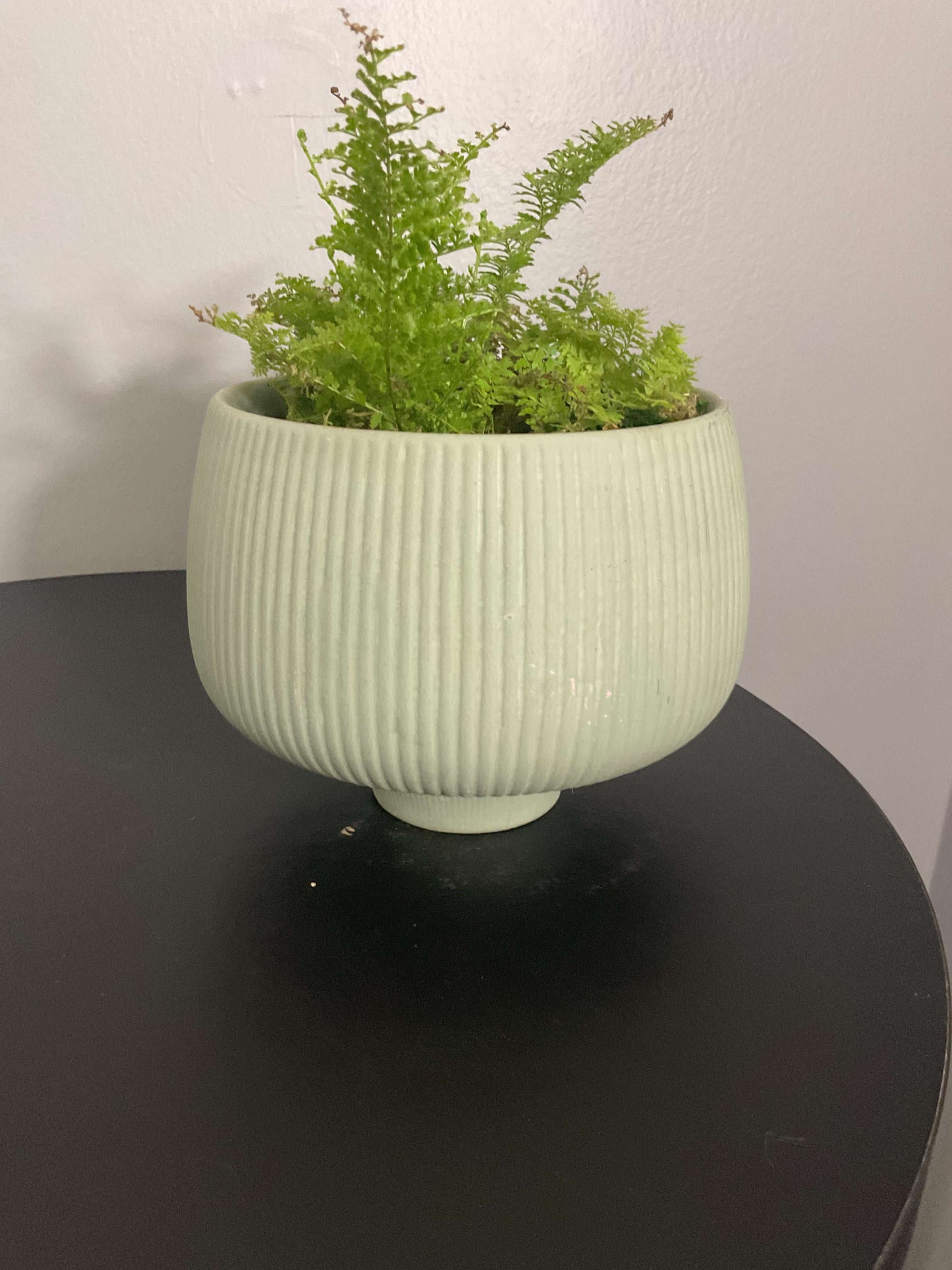 Cotton Candy Fern Potted in Lilo Pot