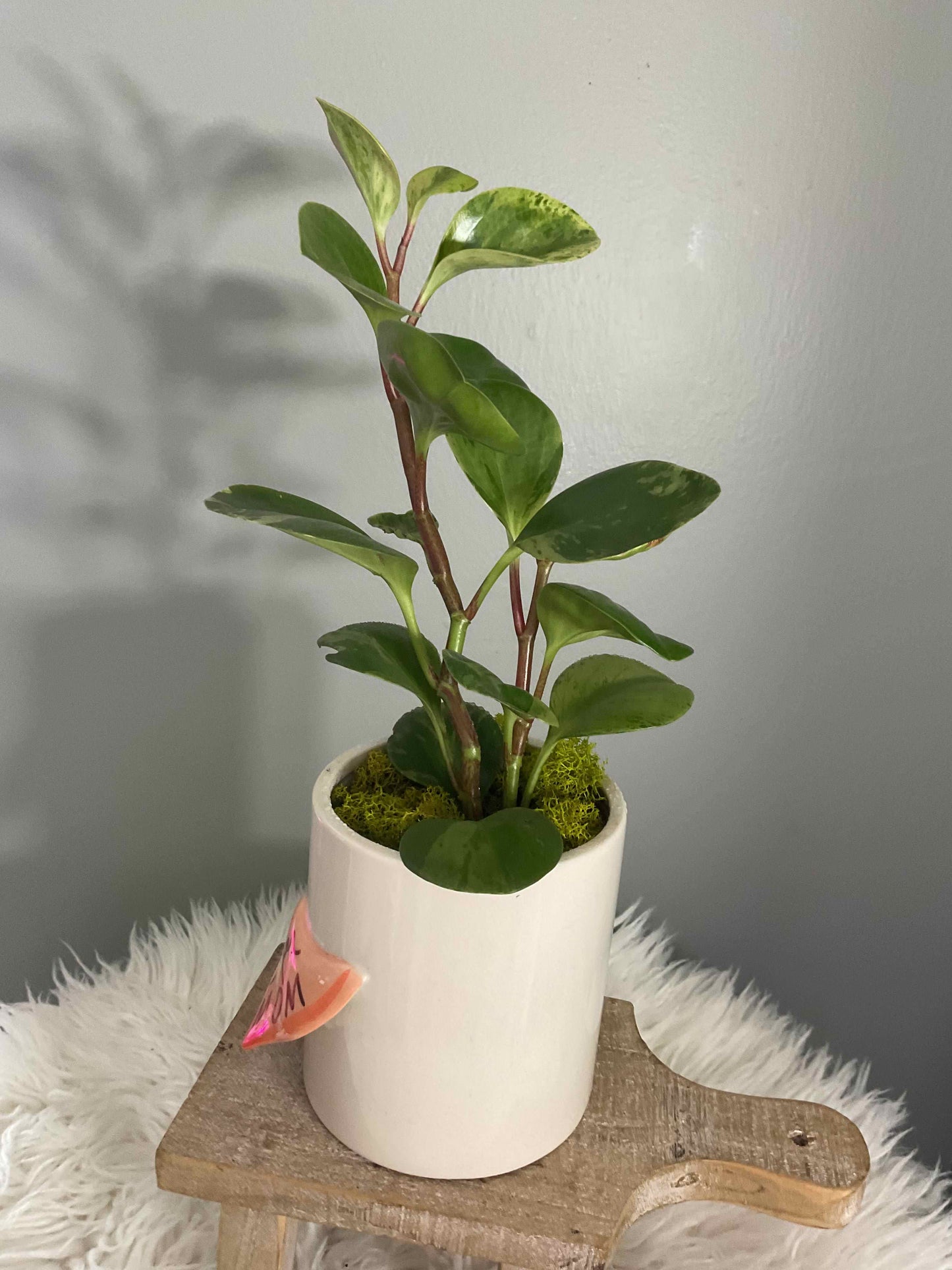 Peperomia potted Super Mom Pot 5.25"x 4.25"x 4.5"