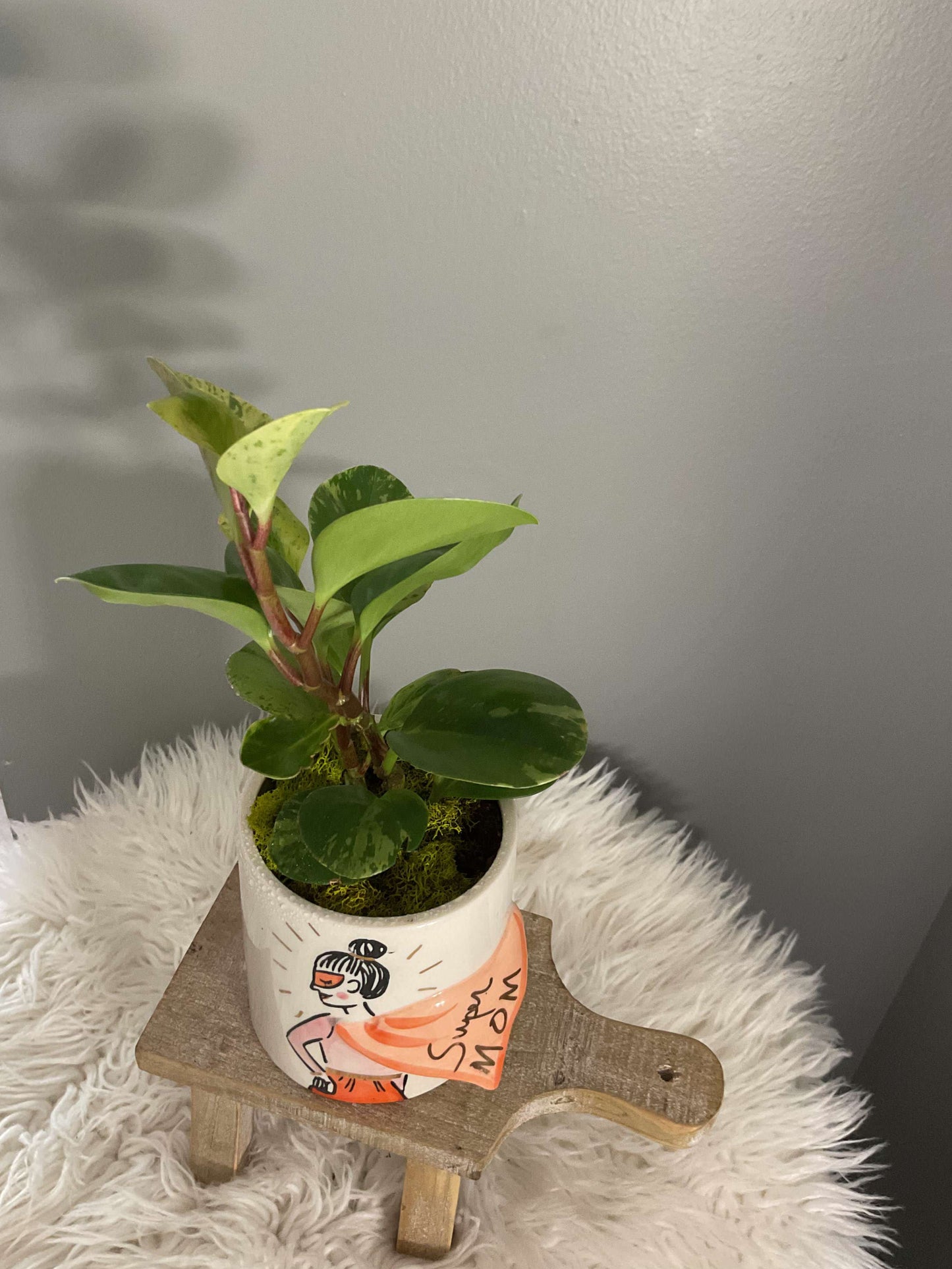 Peperomia potted Super Mom Pot 5.25"x 4.25"x 4.5"