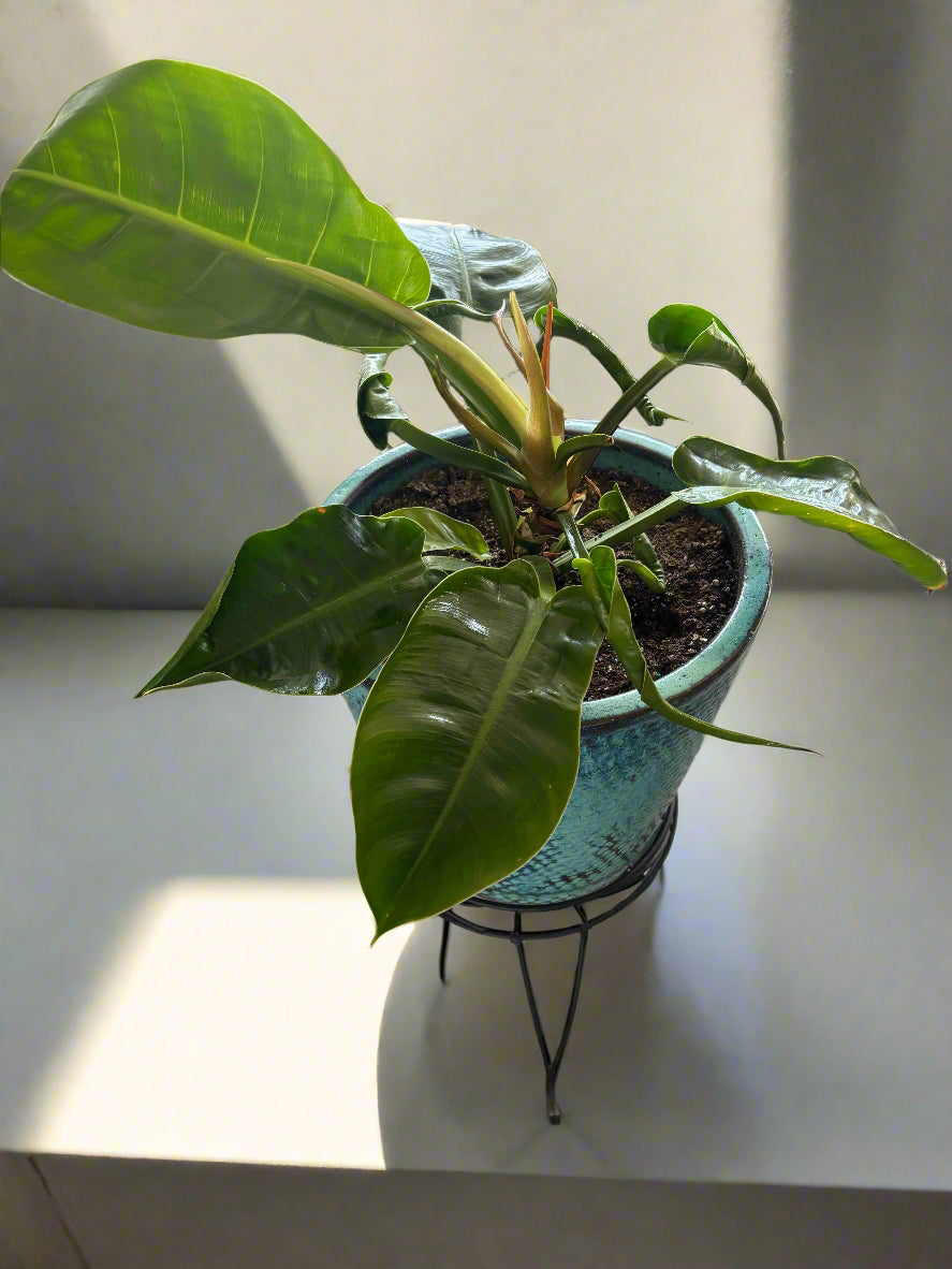 Moonlight Philodendron
