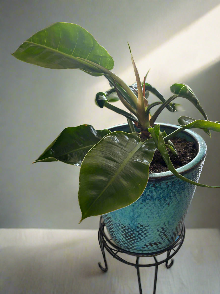 Moonlight Philodendron