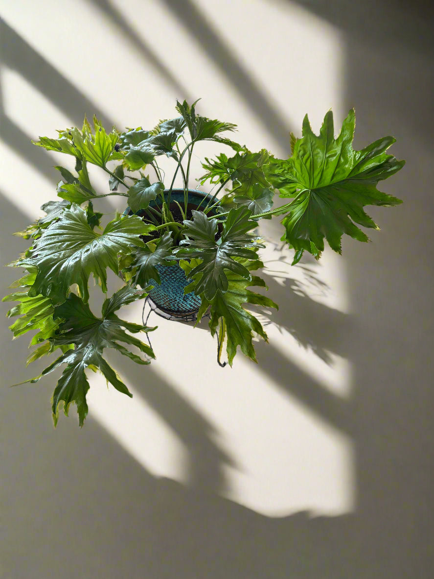 Likety Split Philodendron