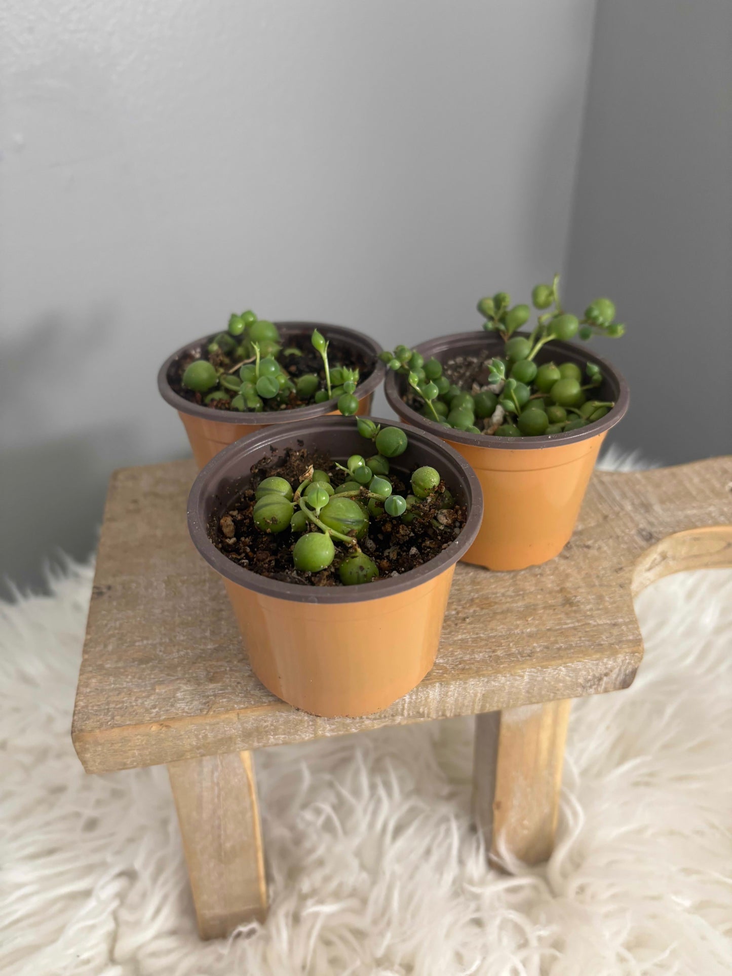 String of Pearls