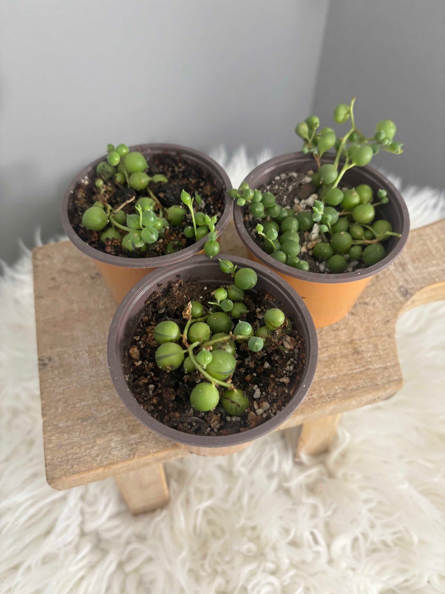 String of Pearls