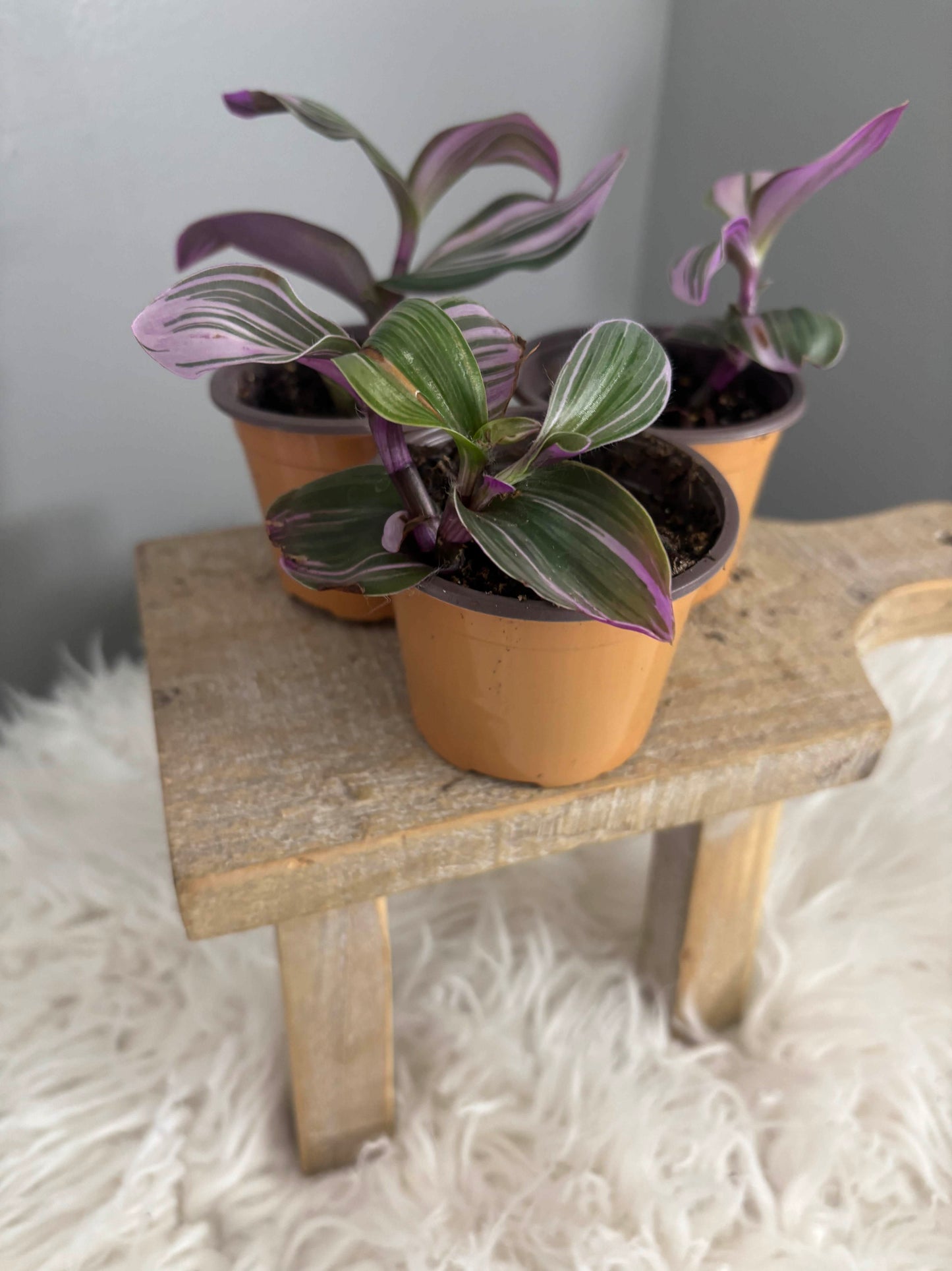 Tradescantia Nanouk 2 in Nursery Pot
