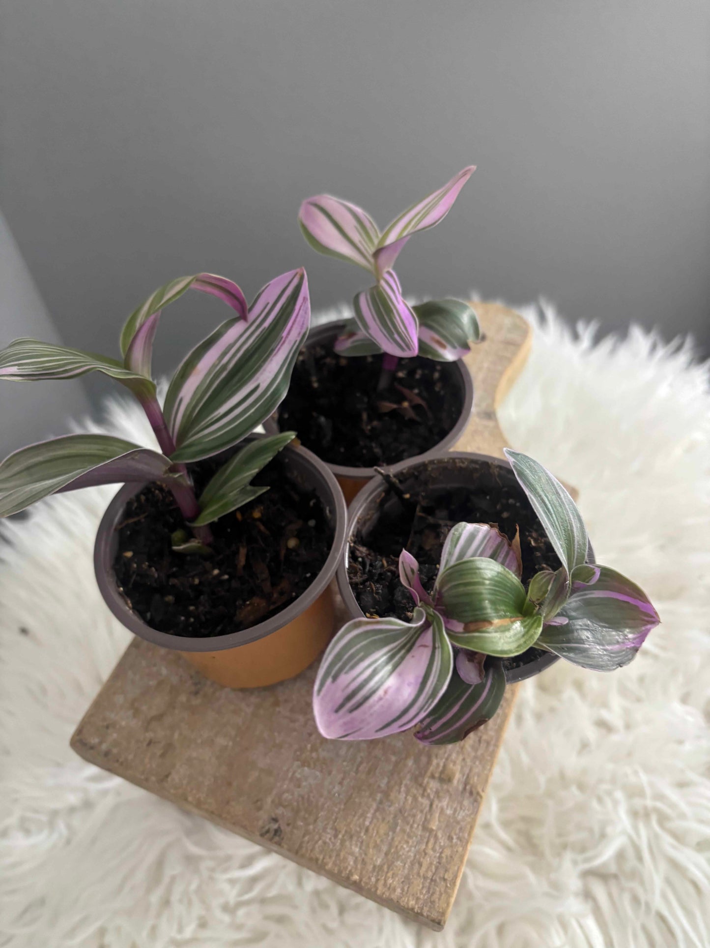 Tradescantia Nanouk 2 in Nursery Pot