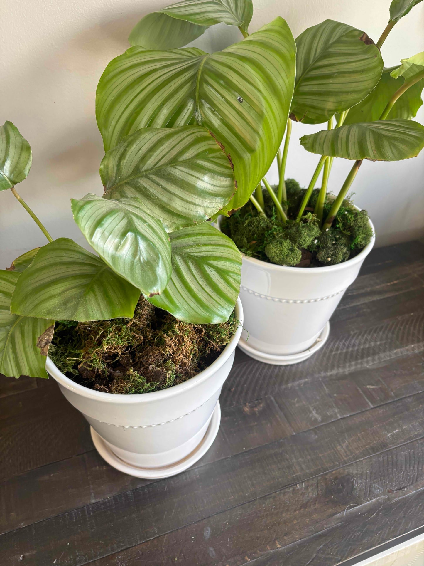 Potted Calathea Orbifolia