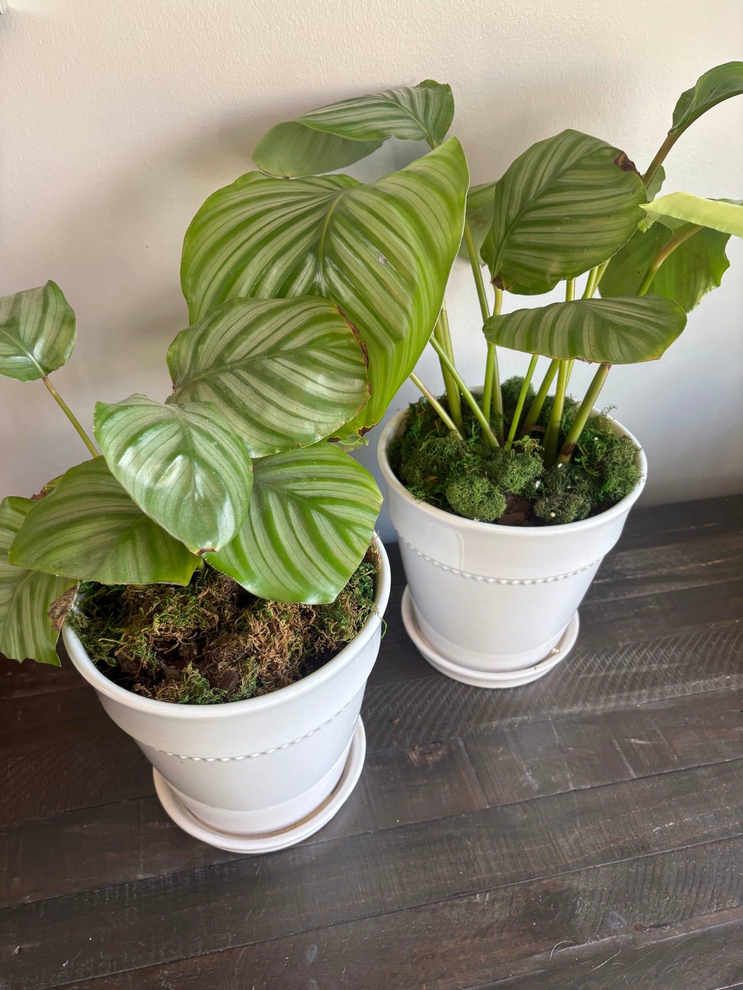 Potted Calathea Orbifolia