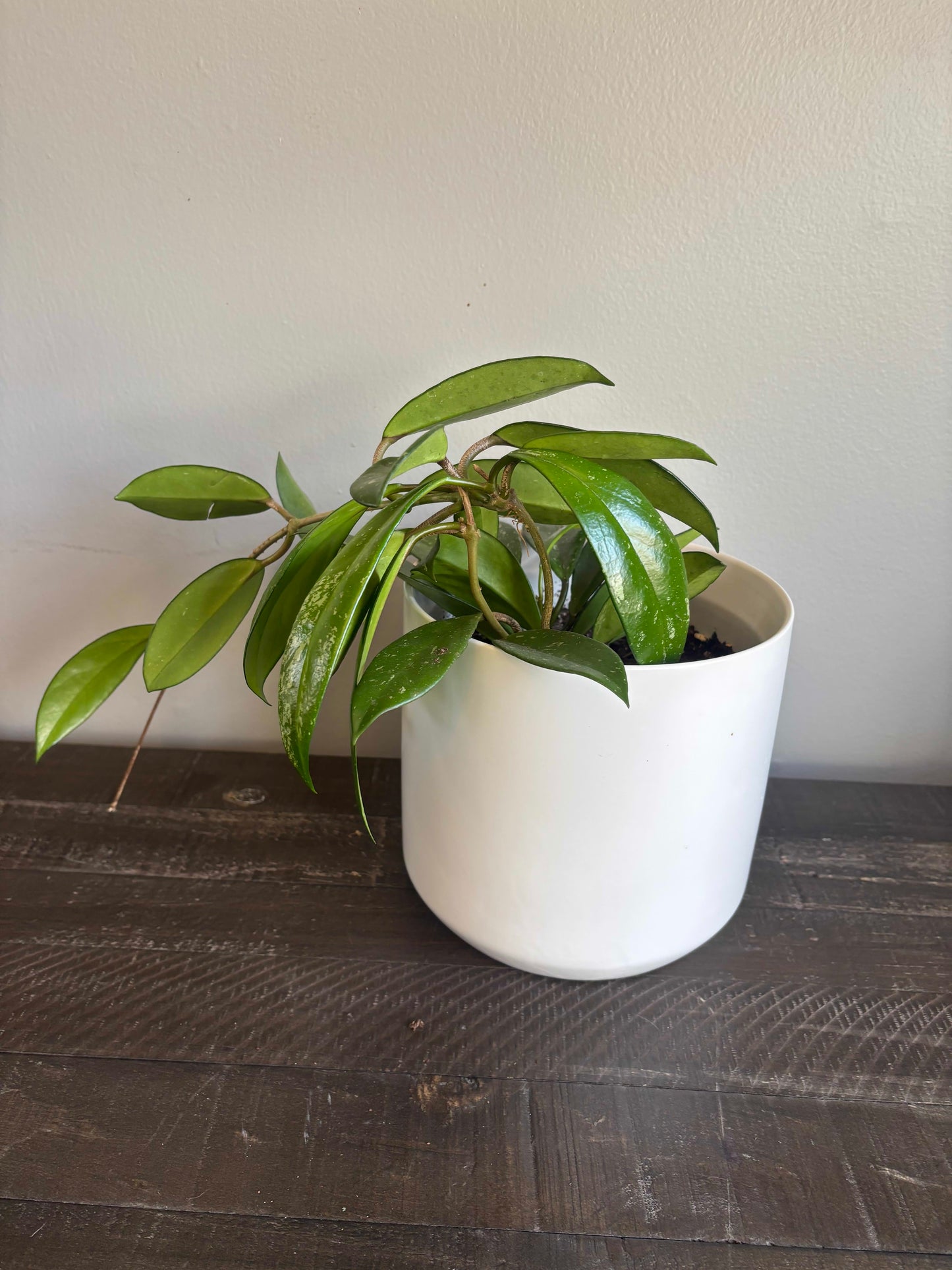 Large Potted Hoya Pubicalyx
