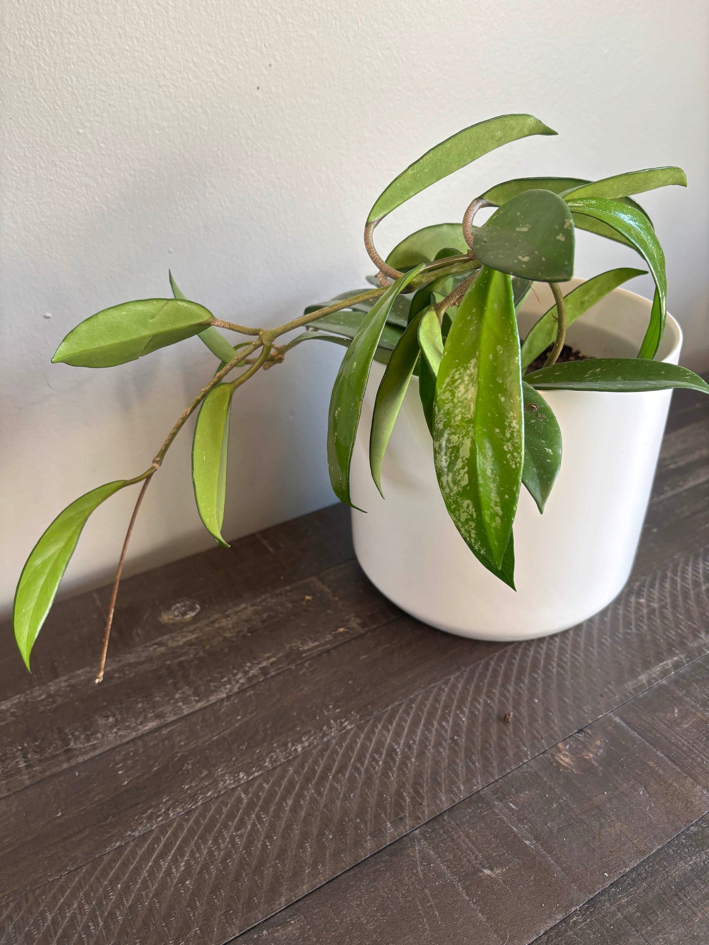 Large Potted Hoya Pubicalyx