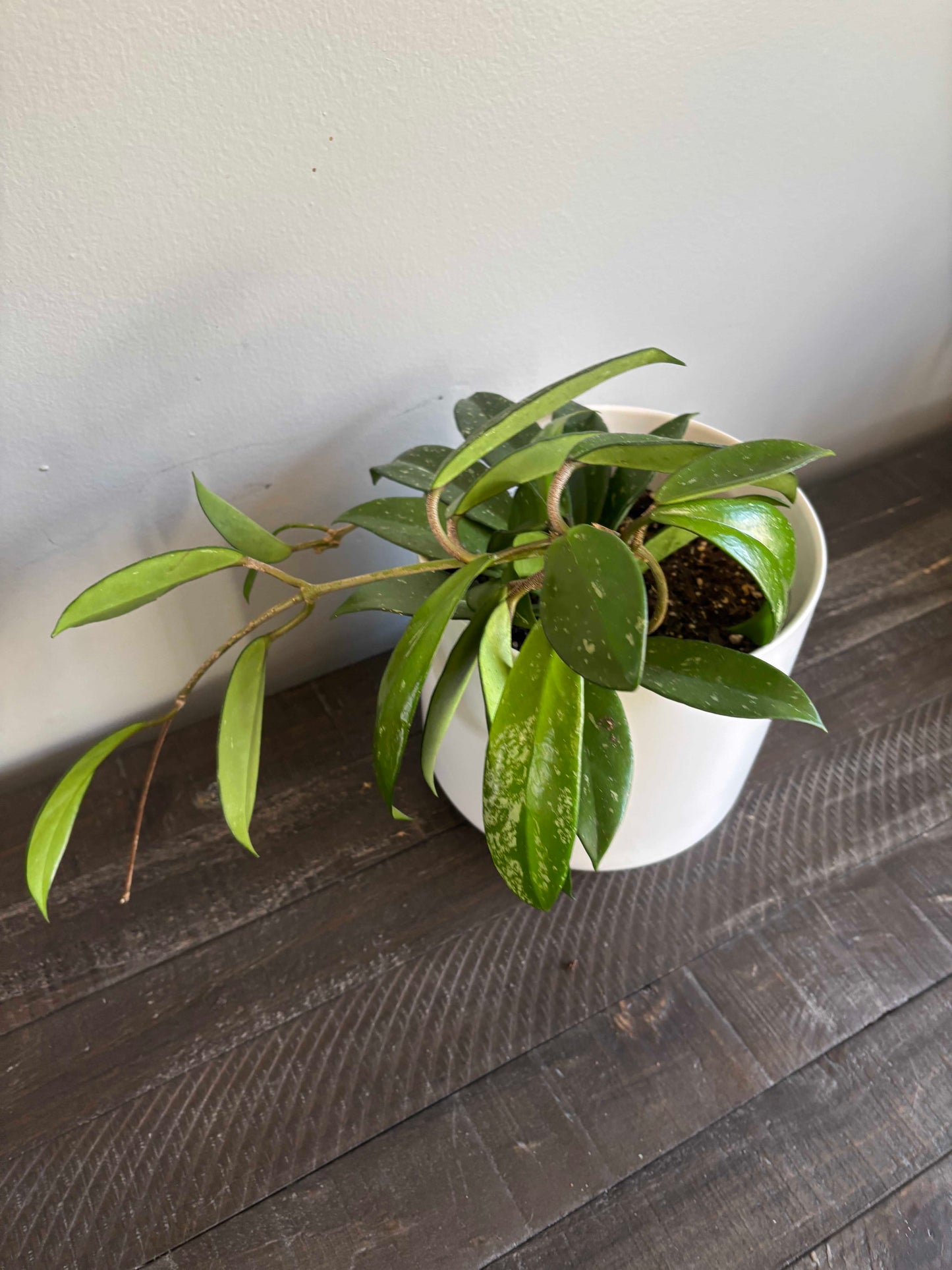 Large Potted Hoya Pubicalyx